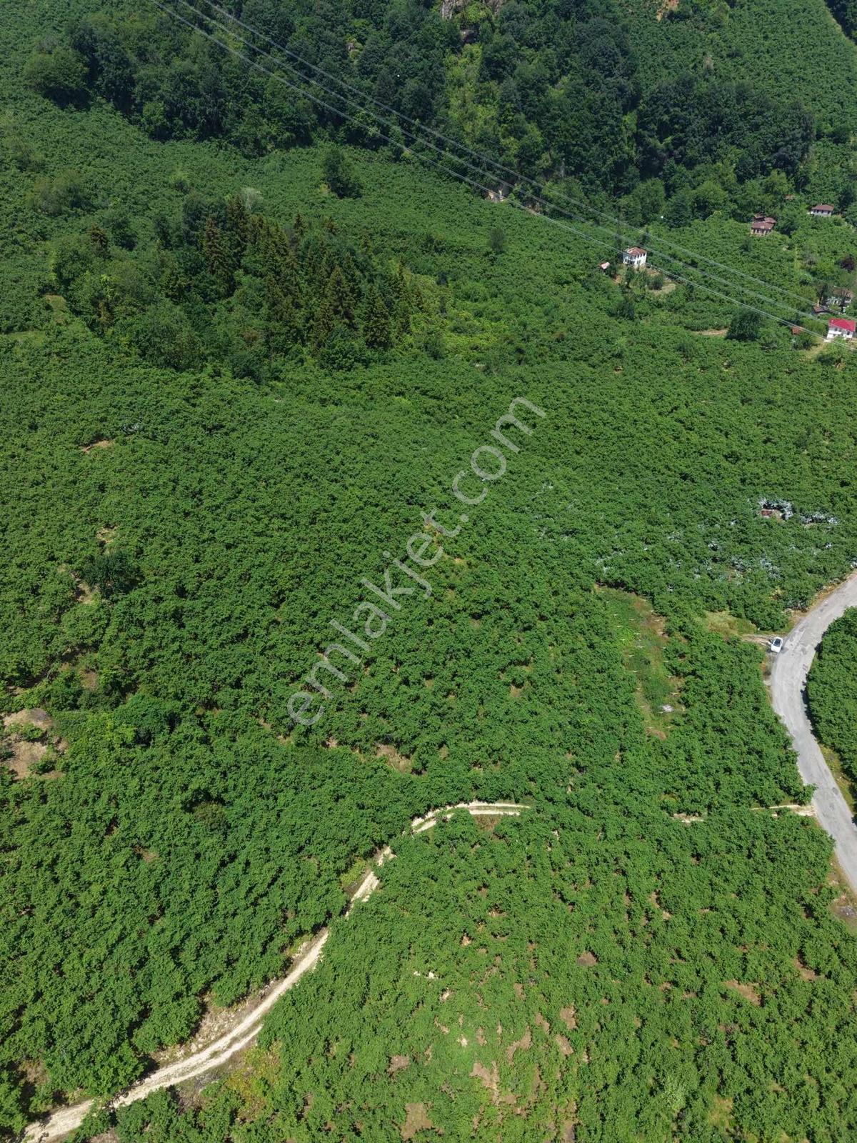 Gökdemir Gayrimenkulden Satılık Fındık Bahcesi - Görsel 19