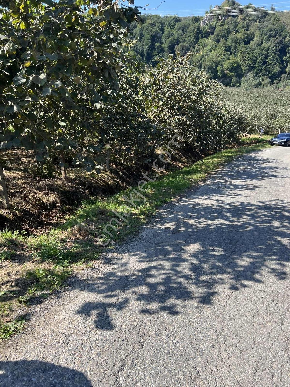 Gökdemir Gayrimenkulden Satılık Fındık Bahcesi - Görsel 30
