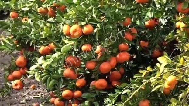 Yüreğir Havutluda Kanal Yanı Satılık 30 Dönüm Narenciye Bahçesi - Görsel 2