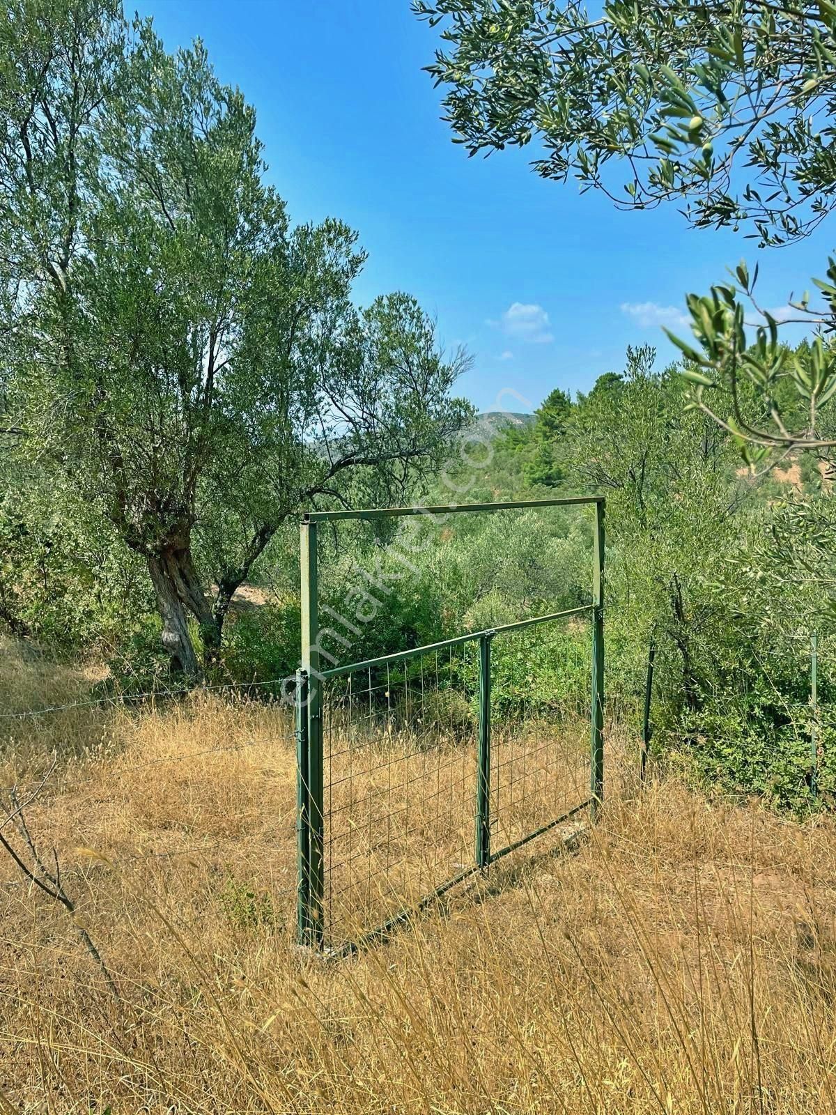 Uytundan Gömeç Kuyualan' Da 217 Metrekare Yola Cepheli Zeytinlik - Görsel 10
