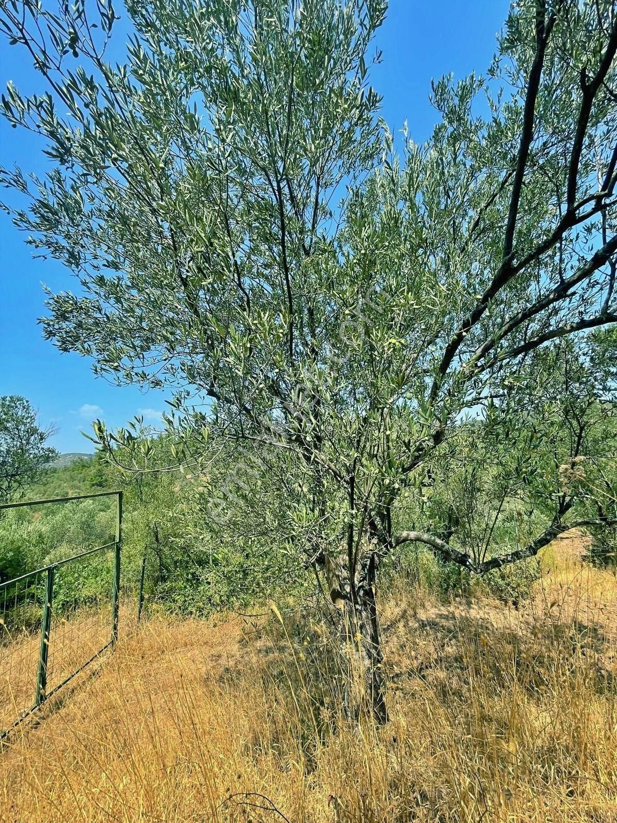 Uytundan Gömeç Kuyualan' Da 217 Metrekare Yola Cepheli Zeytinlik