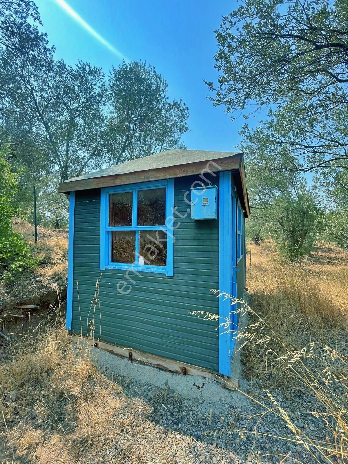Uytundan Gömeç Kuyualan' Da 217 Metrekare Yola Cepheli Zeytinlik - Görsel 12