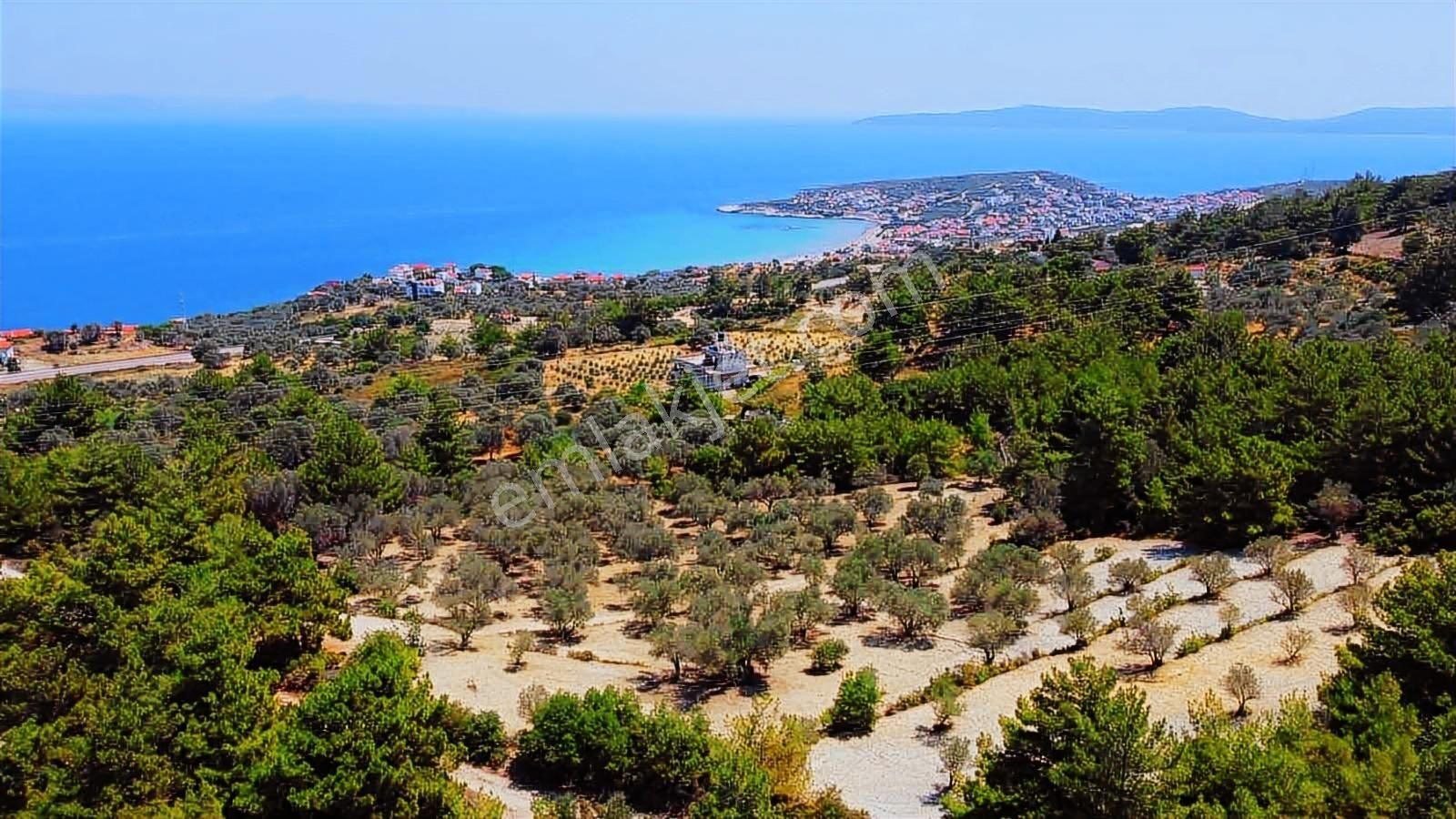 Mordoğan Emlaktan Full Deniz Mnz 2720 M2 Satılık Z.ağaçlı Tarla - Görsel 2