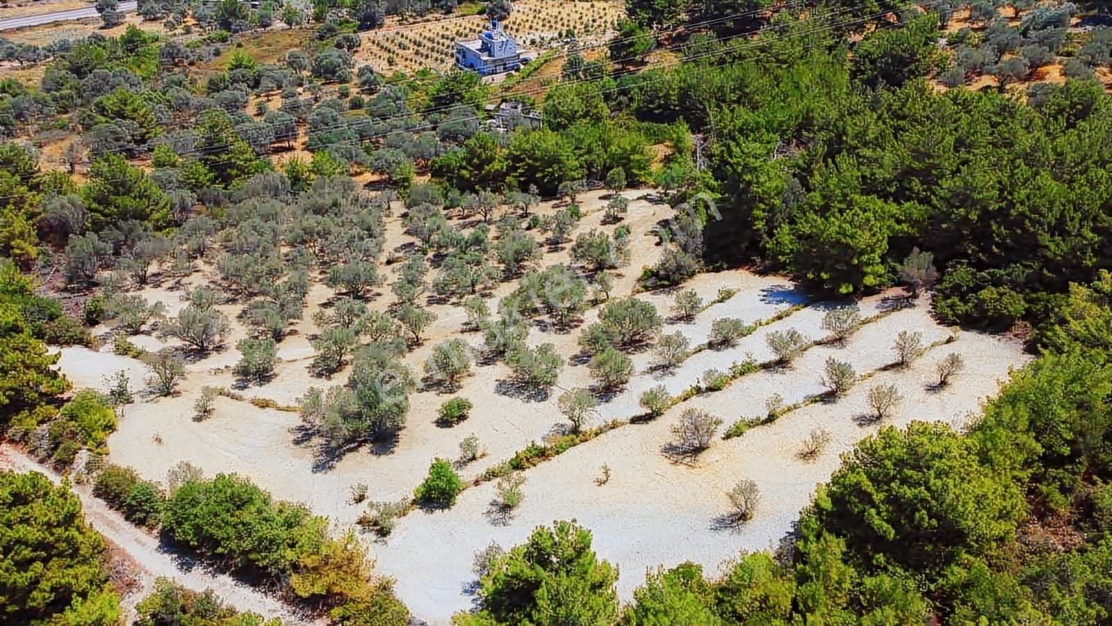 Mordoğan Emlaktan Full Deniz Mnz 2720 M2 Satılık Z.ağaçlı Tarla - Görsel 11