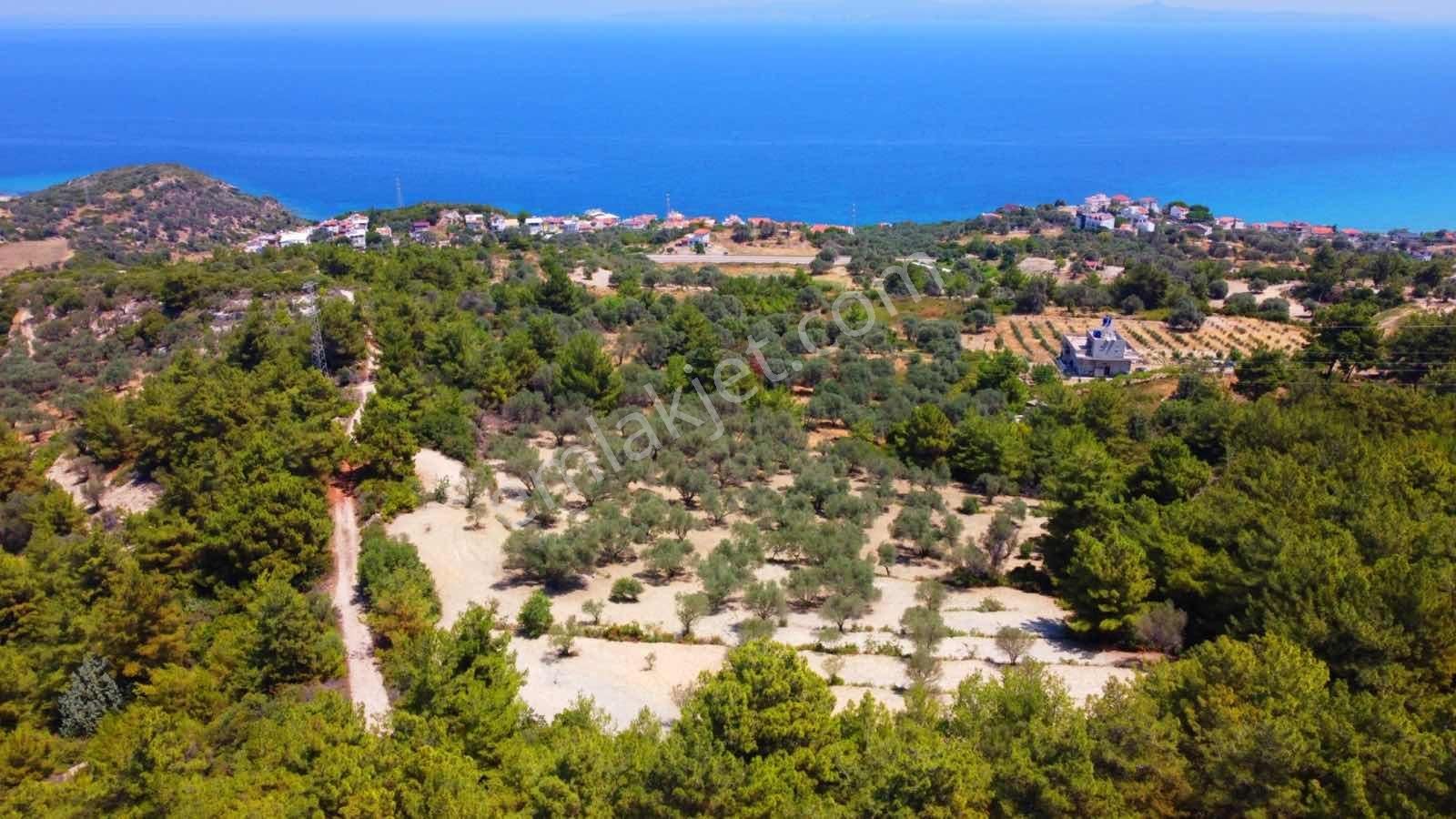 Mordoğan Emlaktan Full Deniz Mnz 2720 M2 Satılık Z.ağaçlı Tarla - Görsel 14