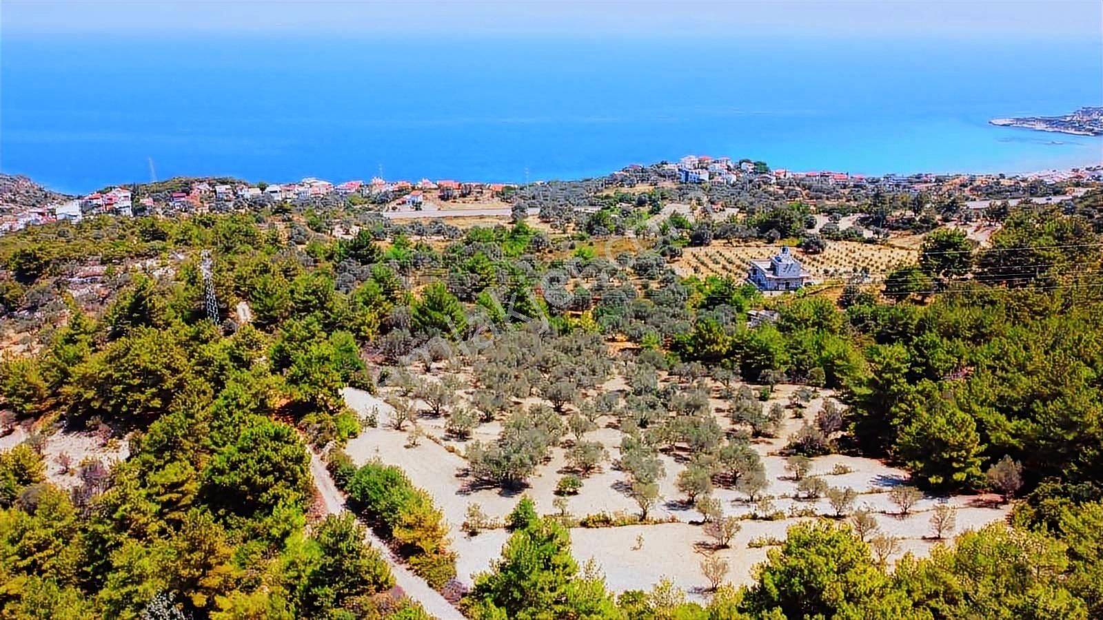 Mordoğan Emlaktan Full Deniz Mnz 2720 M2 Satılık Z.ağaçlı Tarla - Görsel 13