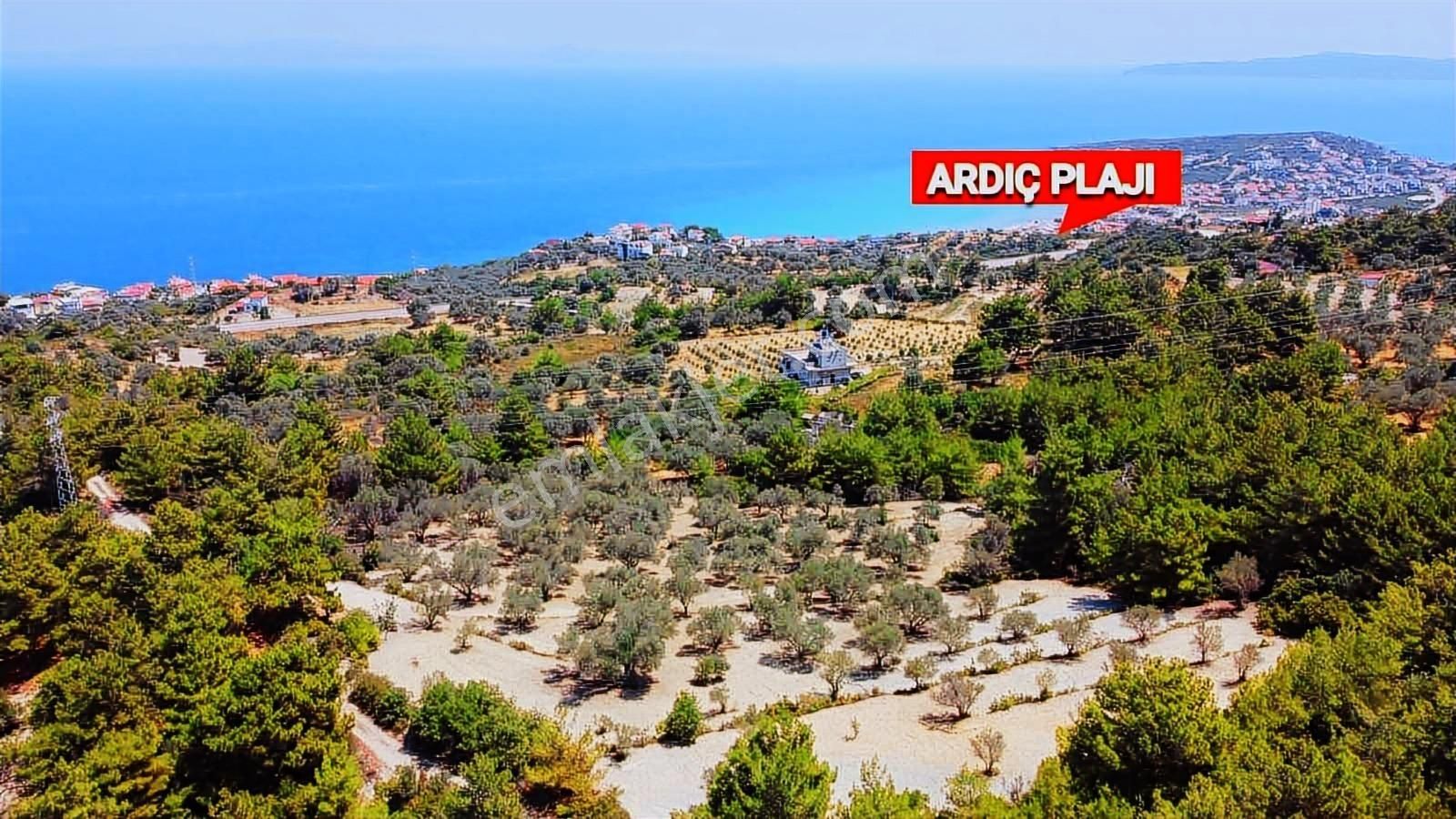 Mordoğan Emlaktan Full Deniz Mnz 2720 M2 Satılık Z.ağaçlı Tarla - Görsel 12