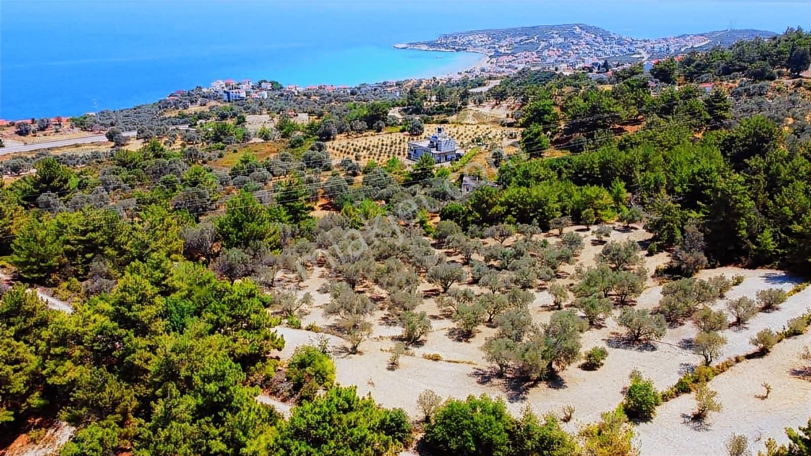 Mordoğan Emlaktan Full Deniz Mnz 2720 M2 Satılık Z.ağaçlı Tarla - Görsel 2