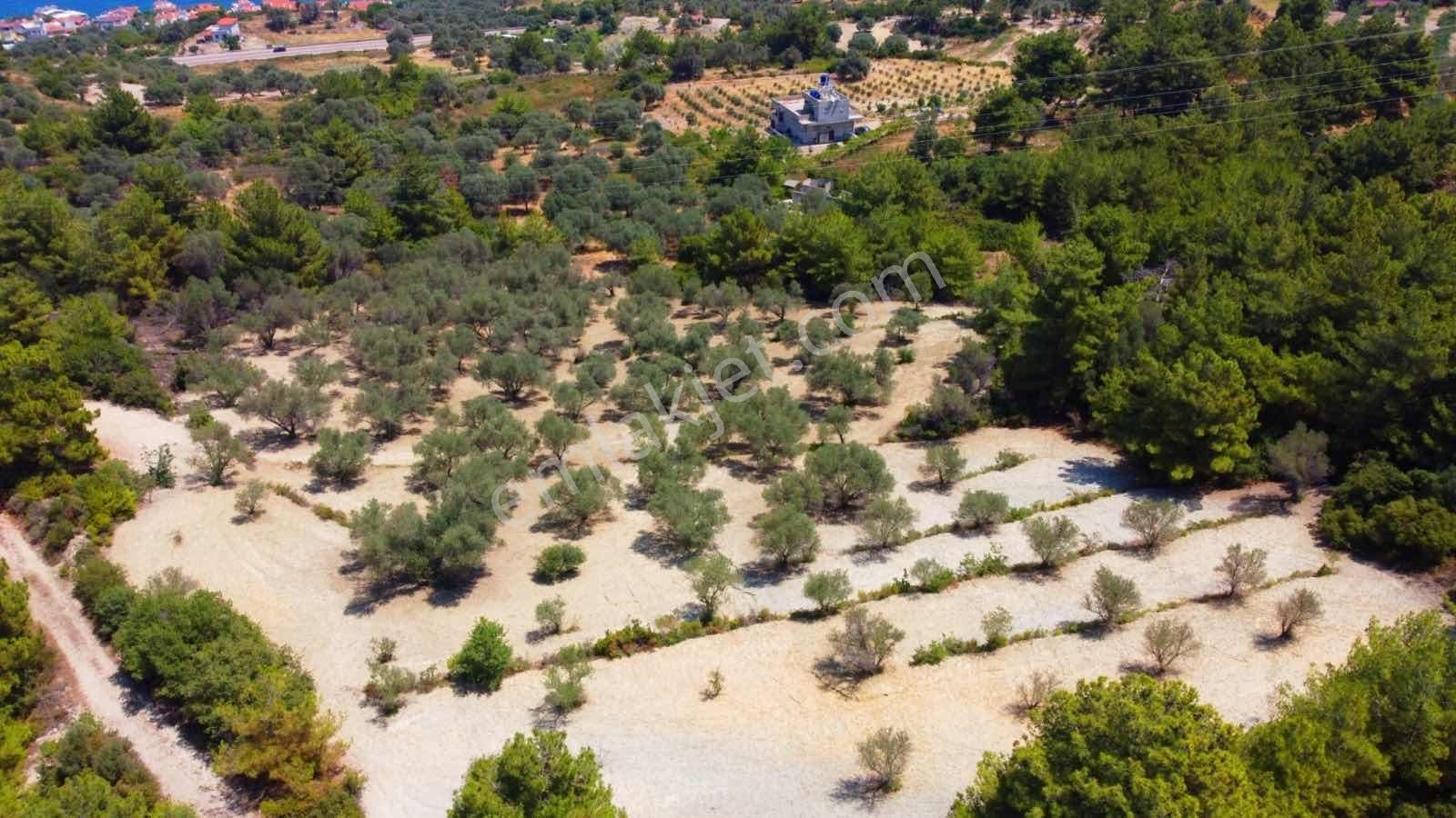 Mordoğan Emlaktan Full Deniz Mnz 2720 M2 Satılık Z.ağaçlı Tarla - Görsel 4