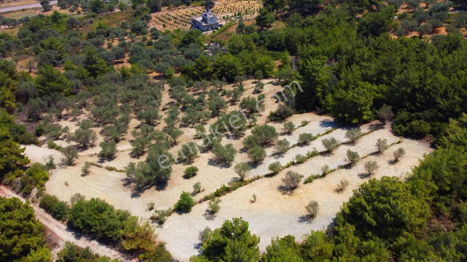 Mordoğan Emlaktan Full Deniz Mnz 5800 M2 Satılık Z.ağaçlı Tarla - Görsel 7