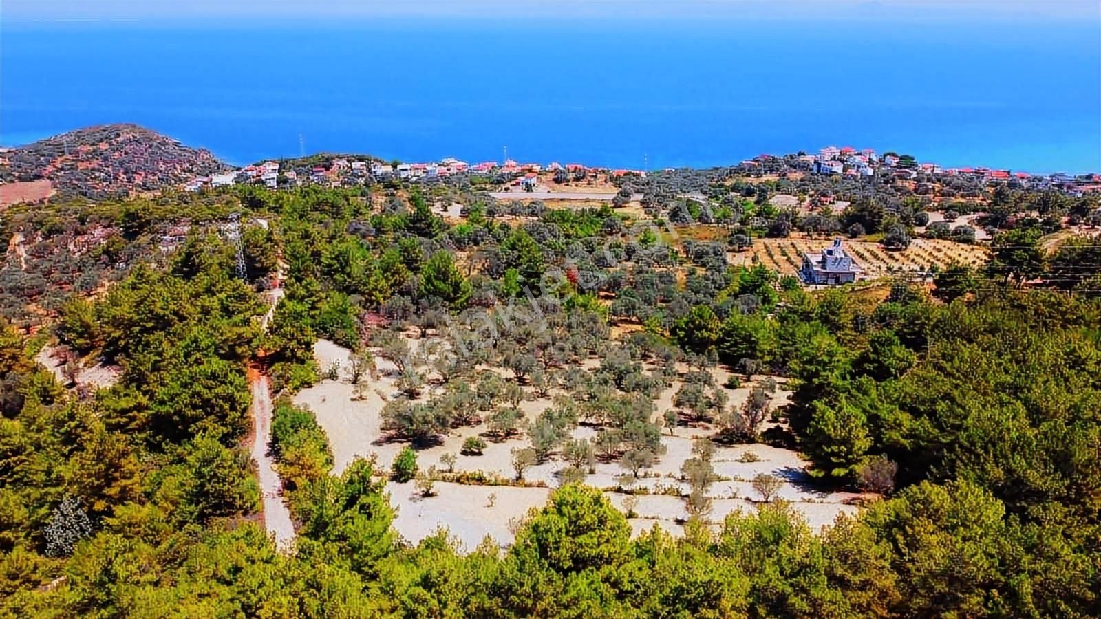 Mordoğan Emlaktan Full Deniz Mnz 5800 M2 Satılık Z.ağaçlı Tarla - Görsel 8