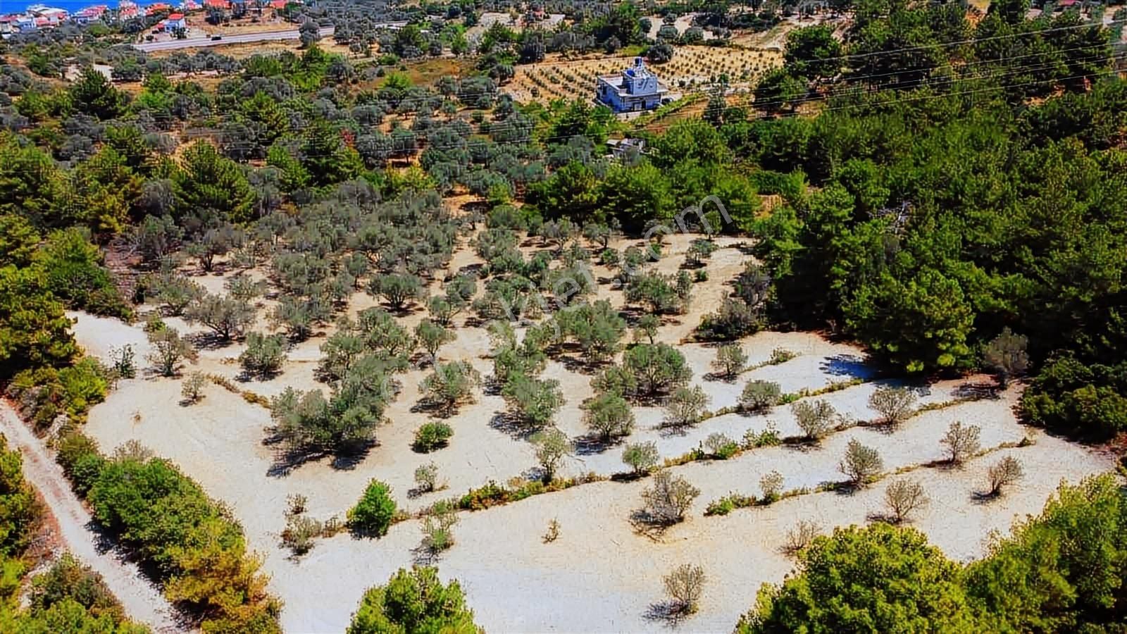 Mordoğan Emlaktan Full Deniz Mnz 5800 M2 Satılık Z.ağaçlı Tarla - Görsel 6