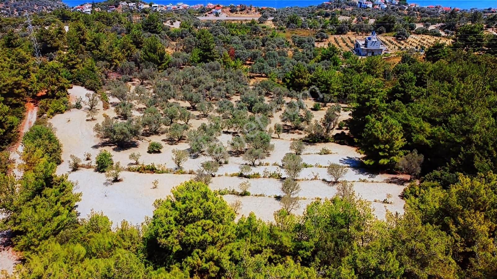 Mordoğan Emlaktan Full Deniz Mnz 5800 M2 Satılık Z.ağaçlı Tarla - Görsel 11