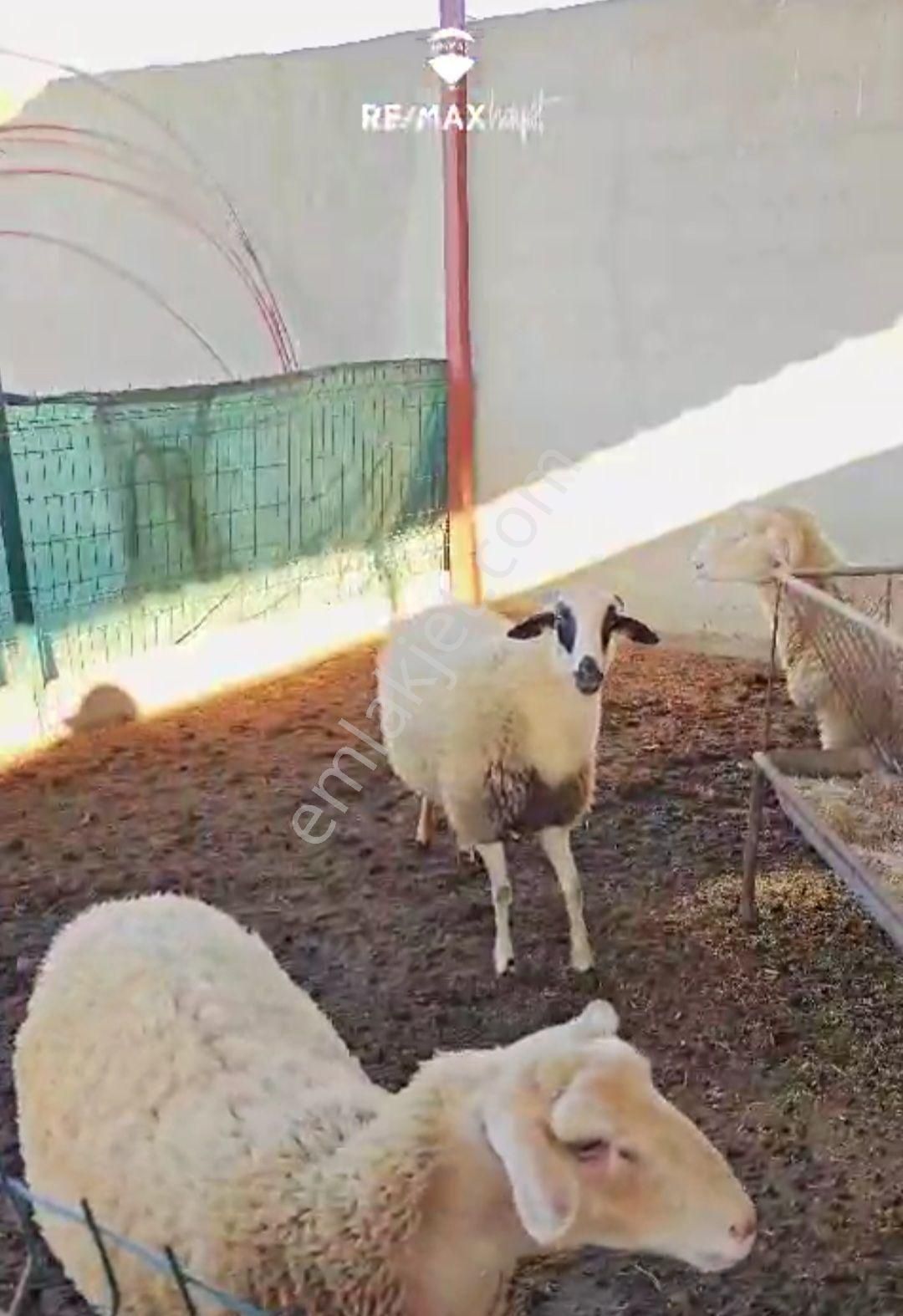 İzmir Ödemiş Konaklı'da Satılık Çiftlik - Görsel 12