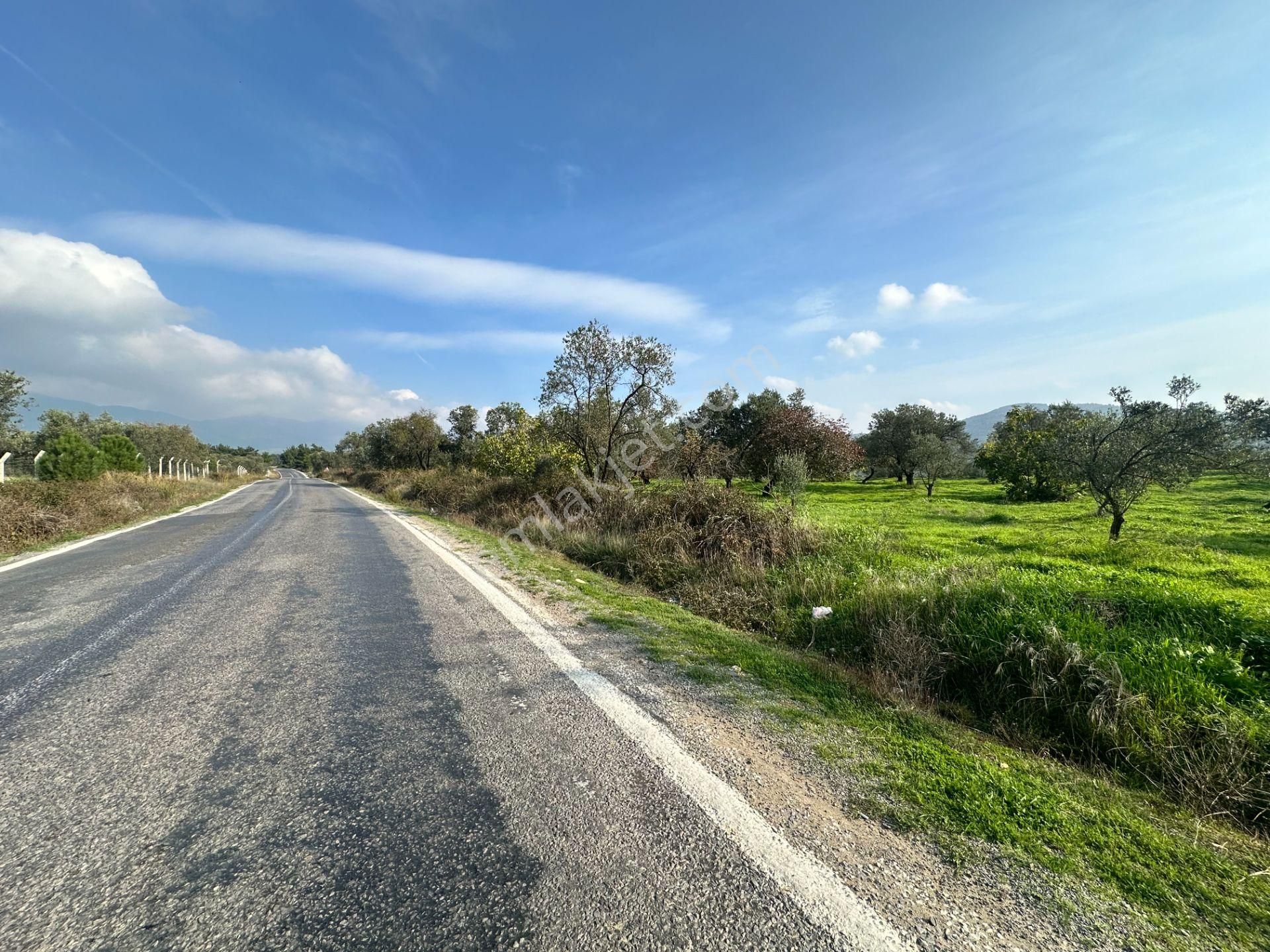 Mera Emlaktan Çamcı Mh Asfalt Cepheli 7.700m2 Müstakil Zeytinlik - Görsel 7