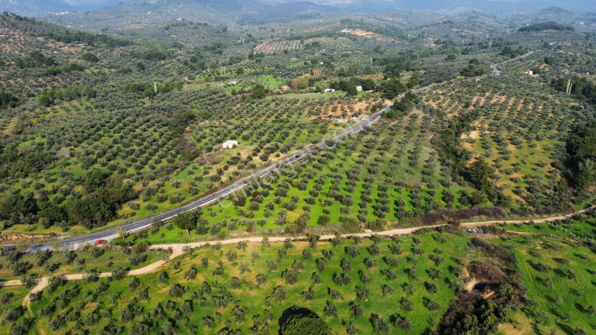 Mera Emlaktan Çamcı Mh Asfalt Cepheli 7.700m2 Müstakil Zeytinlik - Görsel 12
