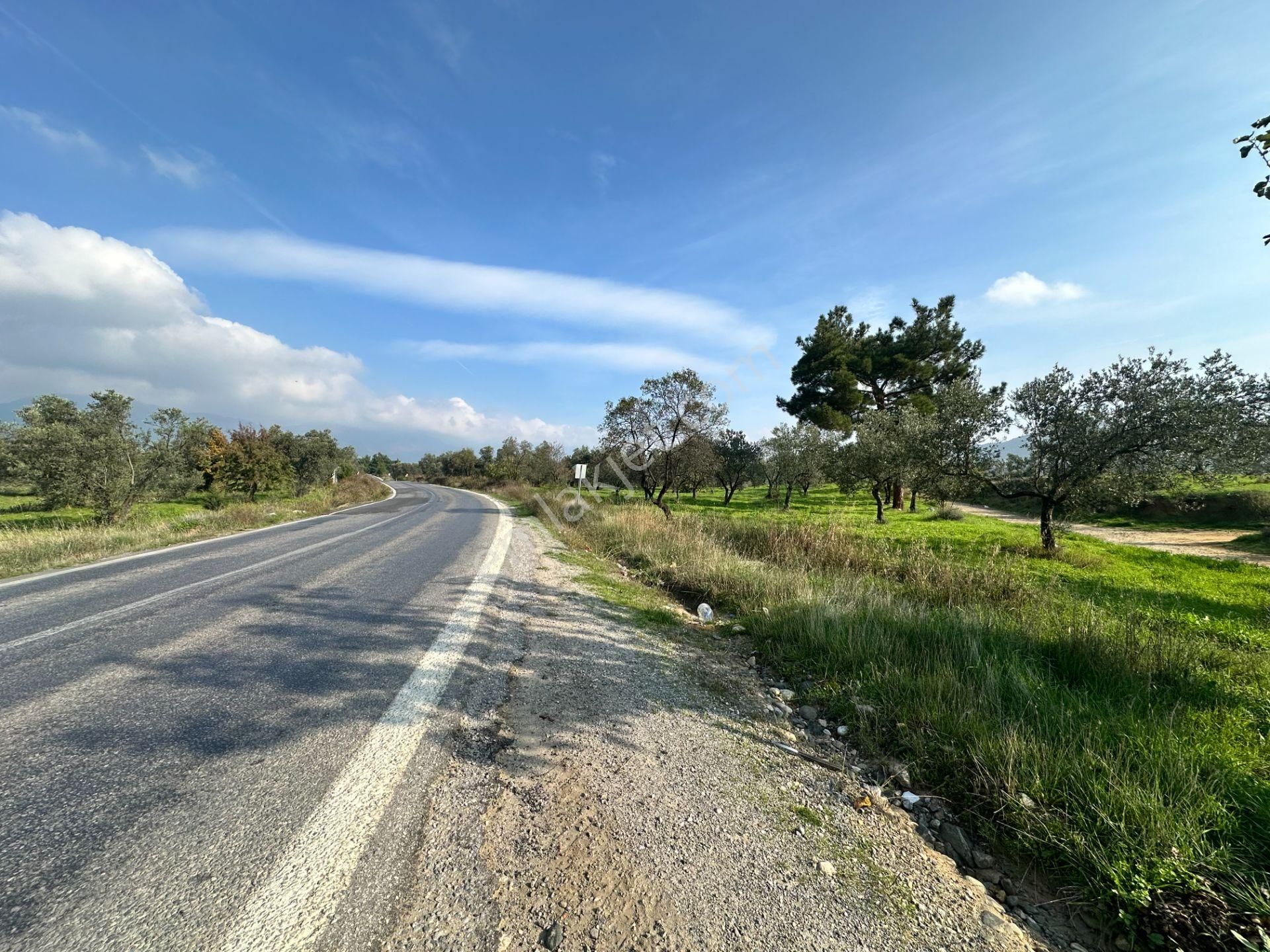 Mera Emlaktan Çamcı Mh Asfalt Cepheli 7.700m2 Müstakil Zeytinlik - Görsel 31
