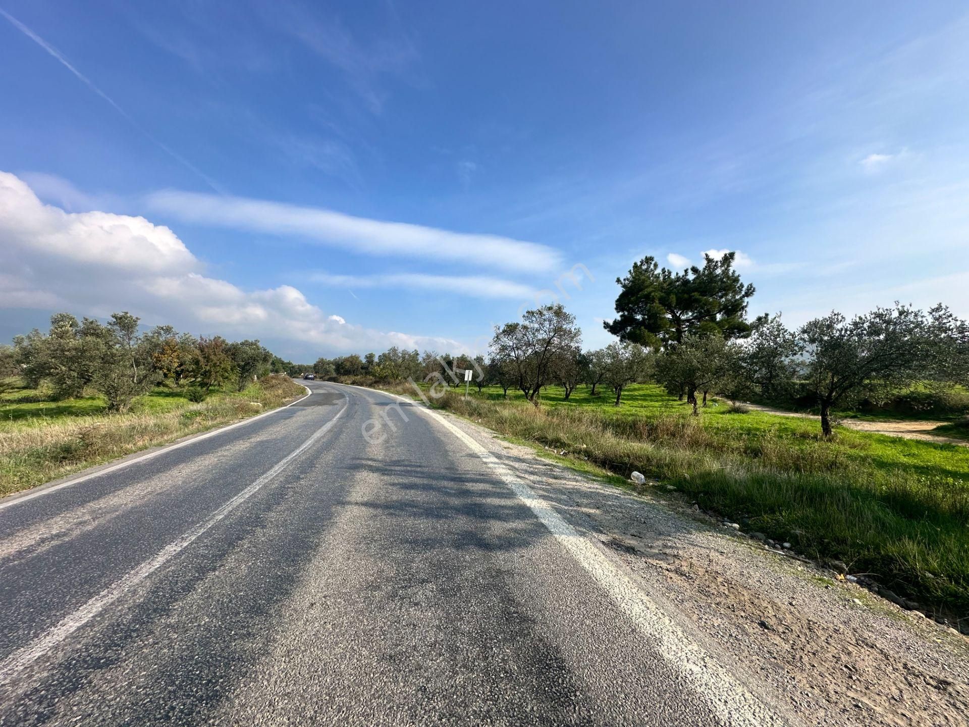 Mera Emlaktan Çamcı Mh Asfalt Cepheli 7.700m2 Müstakil Zeytinlik - Görsel 26