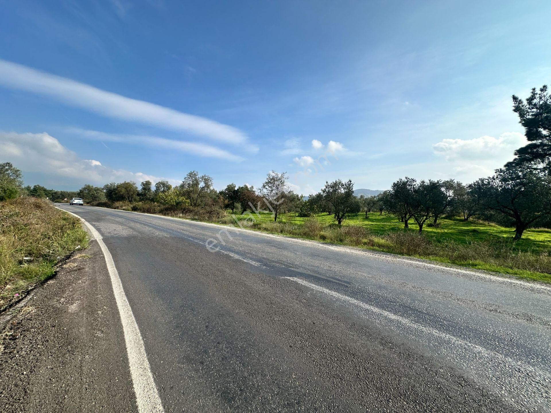 Mera Emlaktan Çamcı Mh Asfalt Cepheli 7.700m2 Müstakil Zeytinlik - Görsel 28
