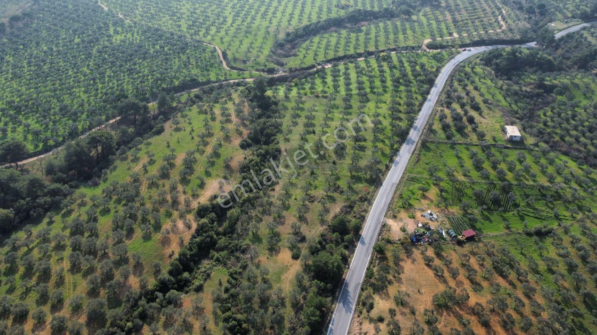 Mera Emlaktan Çamcı Mh Asfalt Cepheli 7.700m2 Müstakil Zeytinlik - Görsel 22