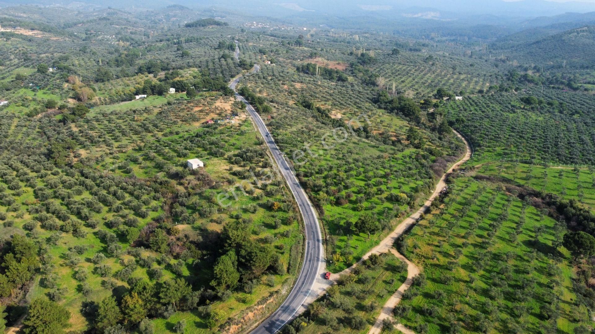 Mera Emlaktan Çamcı Mh Asfalt Cepheli 7.700m2 Müstakil Zeytinlik - Görsel 9
