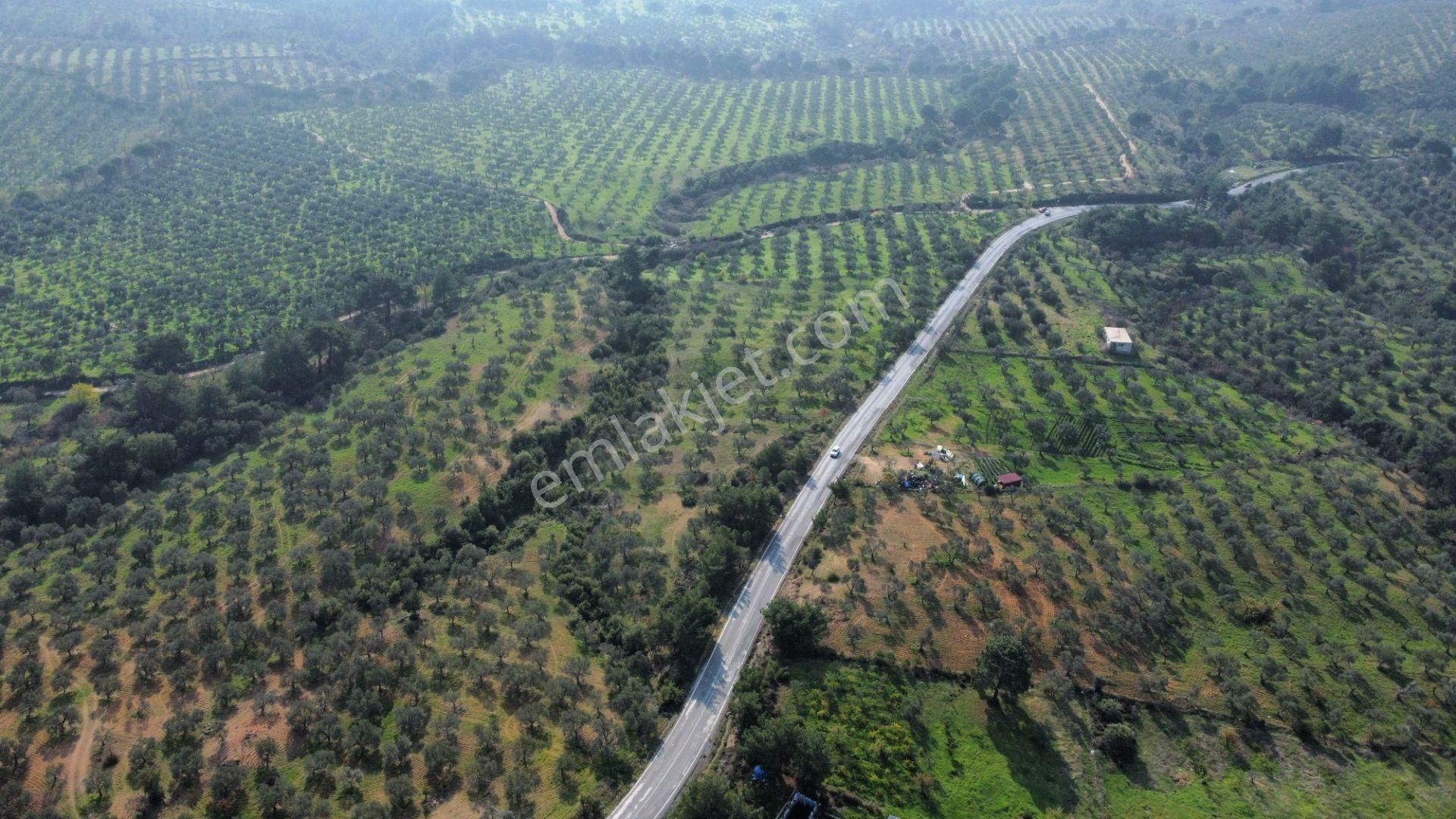 Mera Emlaktan Çamcı Mh Asfalt Cepheli 7.700m2 Müstakil Zeytinlik - Görsel 19