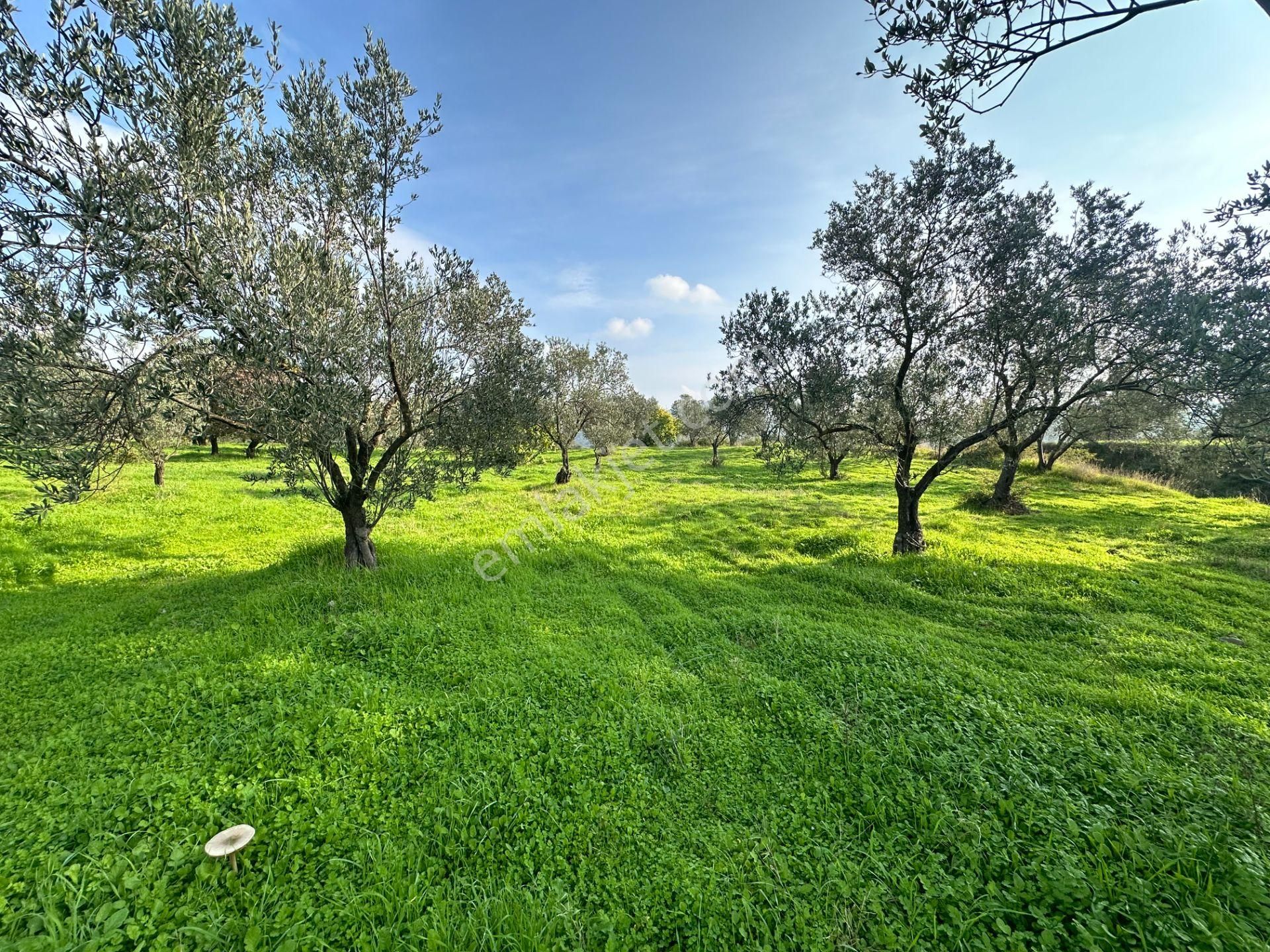 Mera Emlaktan Çamcı Mh Asfalt Cepheli 7.700m2 Müstakil Zeytinlik - Görsel 34
