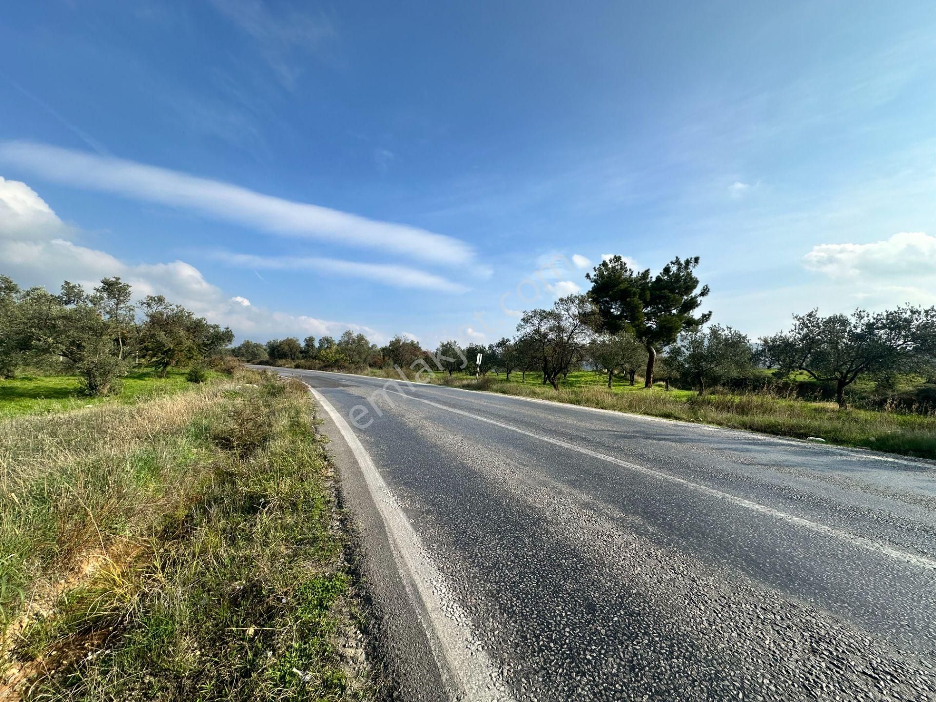 Mera Emlaktan Çamcı Mh Asfalt Cepheli 7.700m2 Müstakil Zeytinlik - Görsel 29