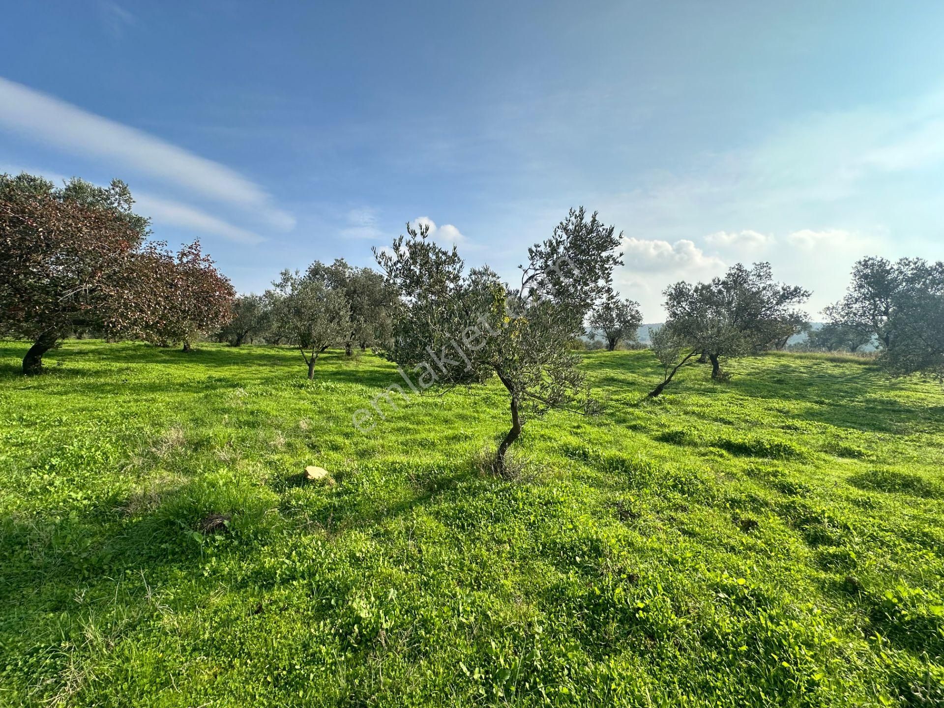 Mera Emlaktan Çamcı Mh Asfalt Cepheli 7.700m2 Müstakil Zeytinlik - Görsel 16
