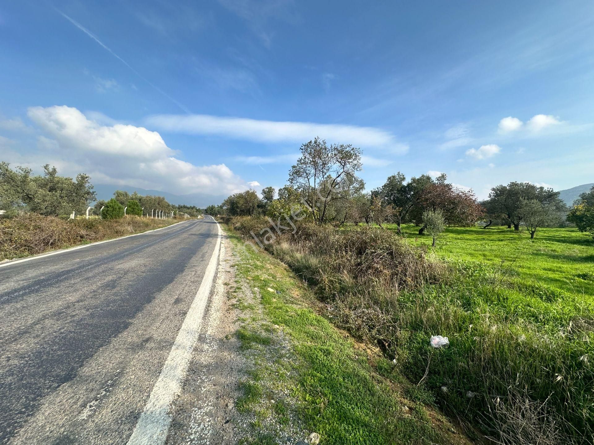 Mera Emlaktan Çamcı Mh Asfalt Cepheli 7.700m2 Müstakil Zeytinlik - Görsel 3
