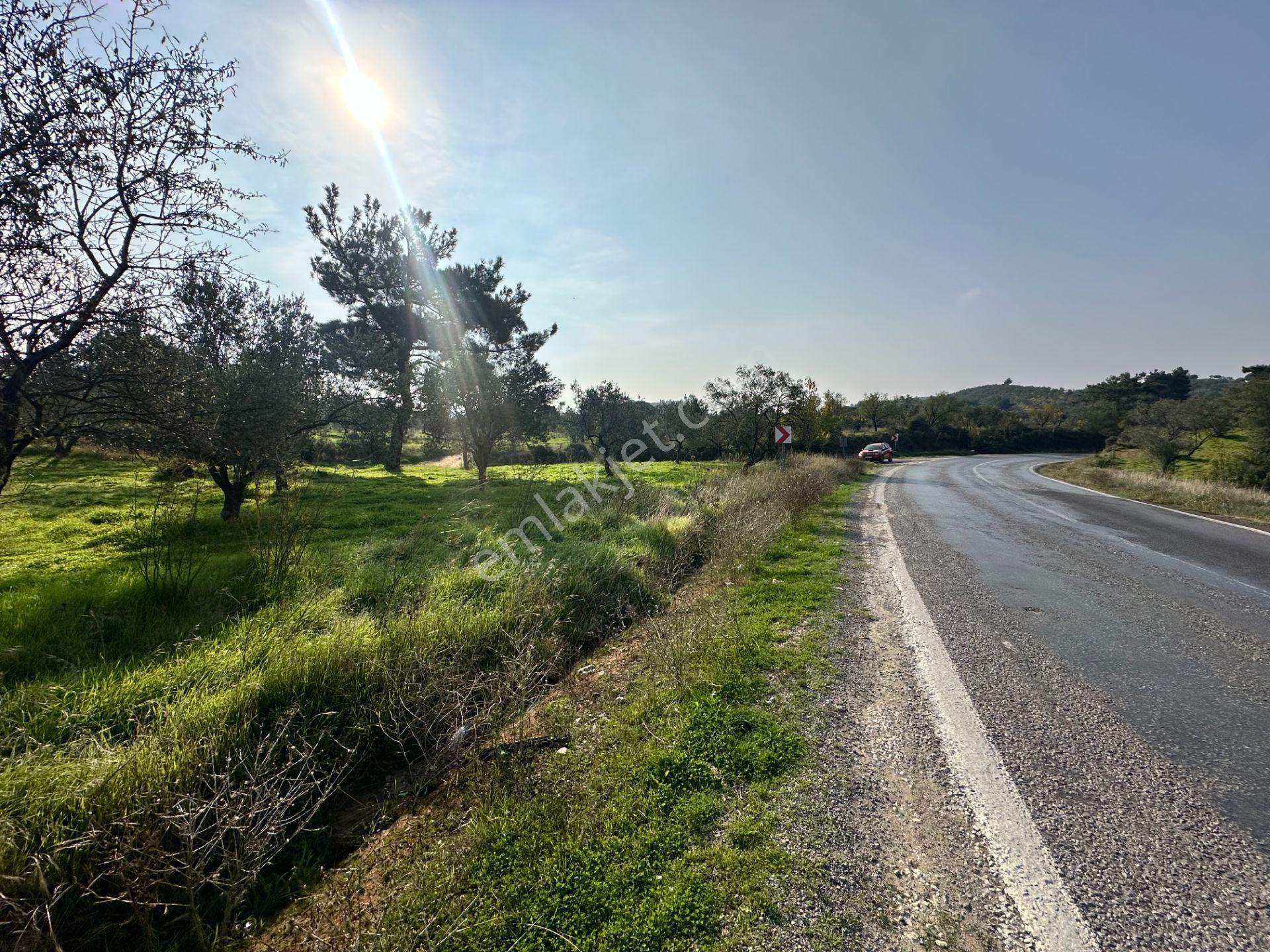 Mera Emlaktan Çamcı Mh Asfalt Cepheli 7.700m2 Müstakil Zeytinlik - Görsel 10