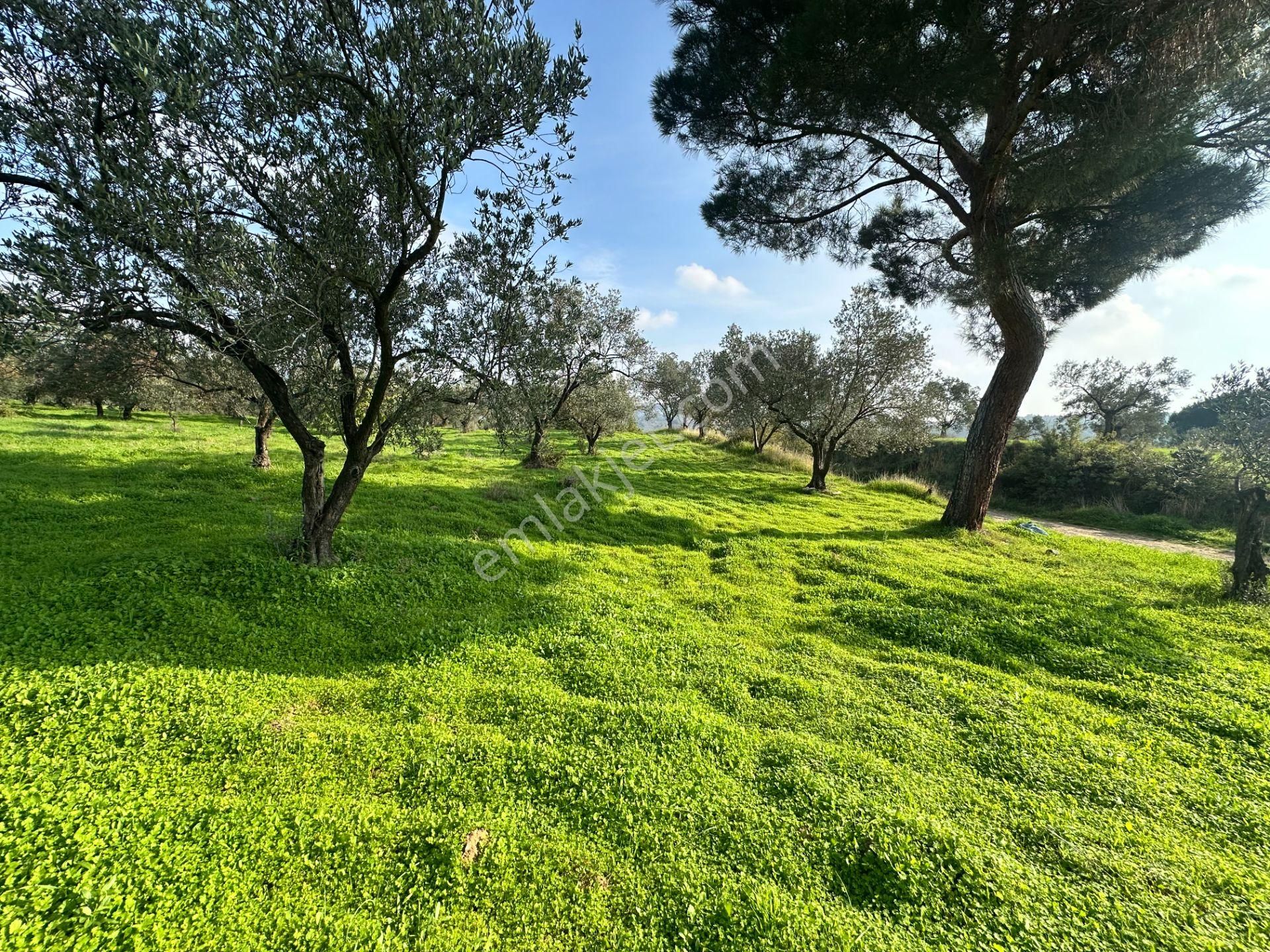 Mera Emlaktan Çamcı Mh Asfalt Cepheli 7.700m2 Müstakil Zeytinlik - Görsel 33
