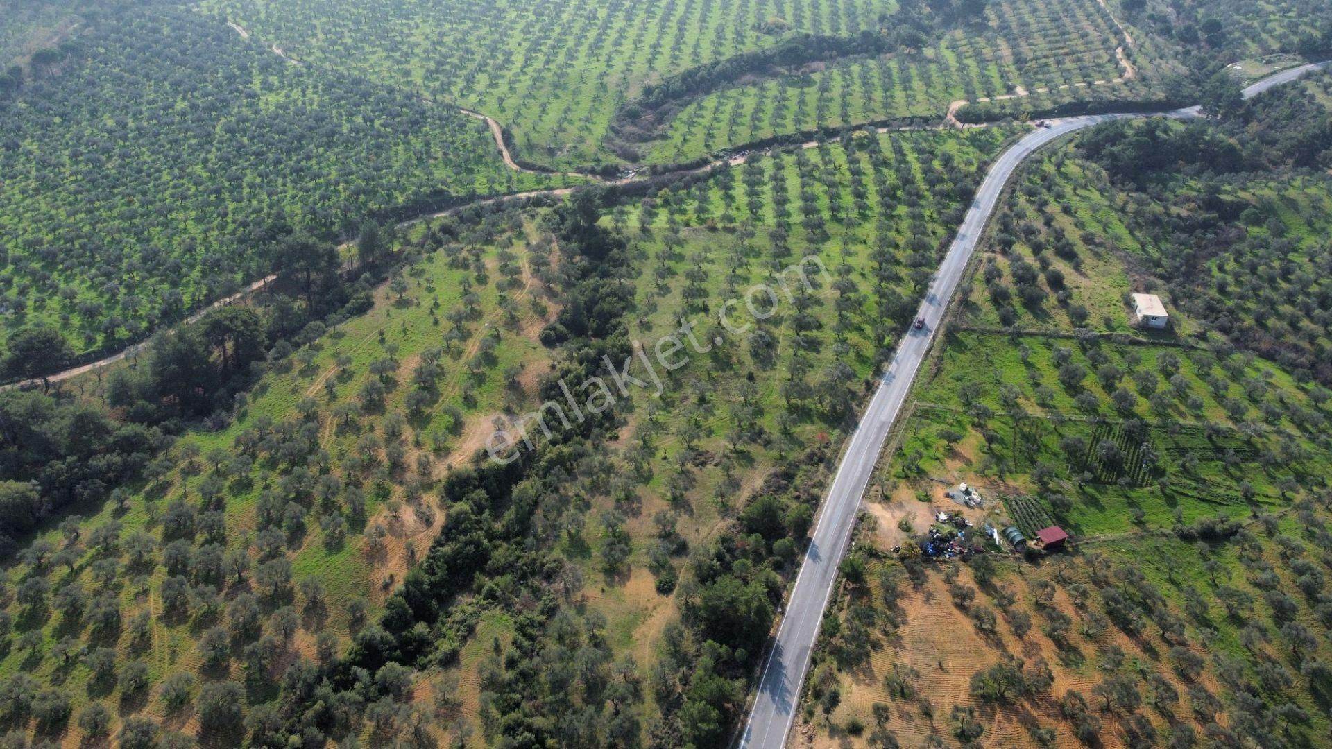 Mera Emlaktan Çamcı Mh Asfalt Cepheli 7.700m2 Müstakil Zeytinlik - Görsel 21