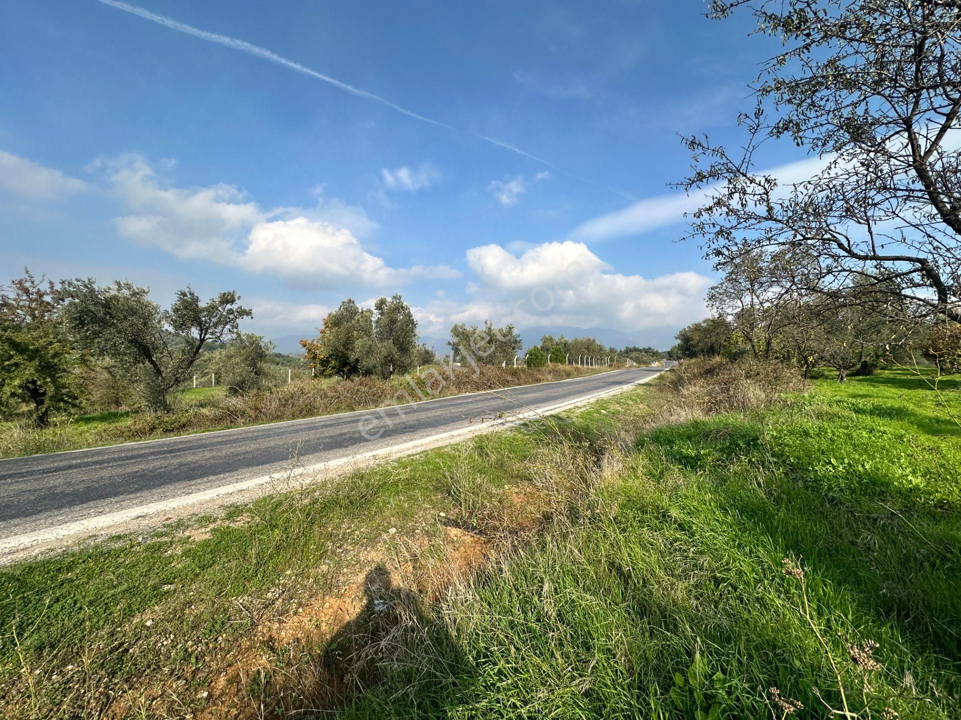 Mera Emlaktan Çamcı Mh Asfalt Cepheli 7.700m2 Müstakil Zeytinlik - Görsel 23