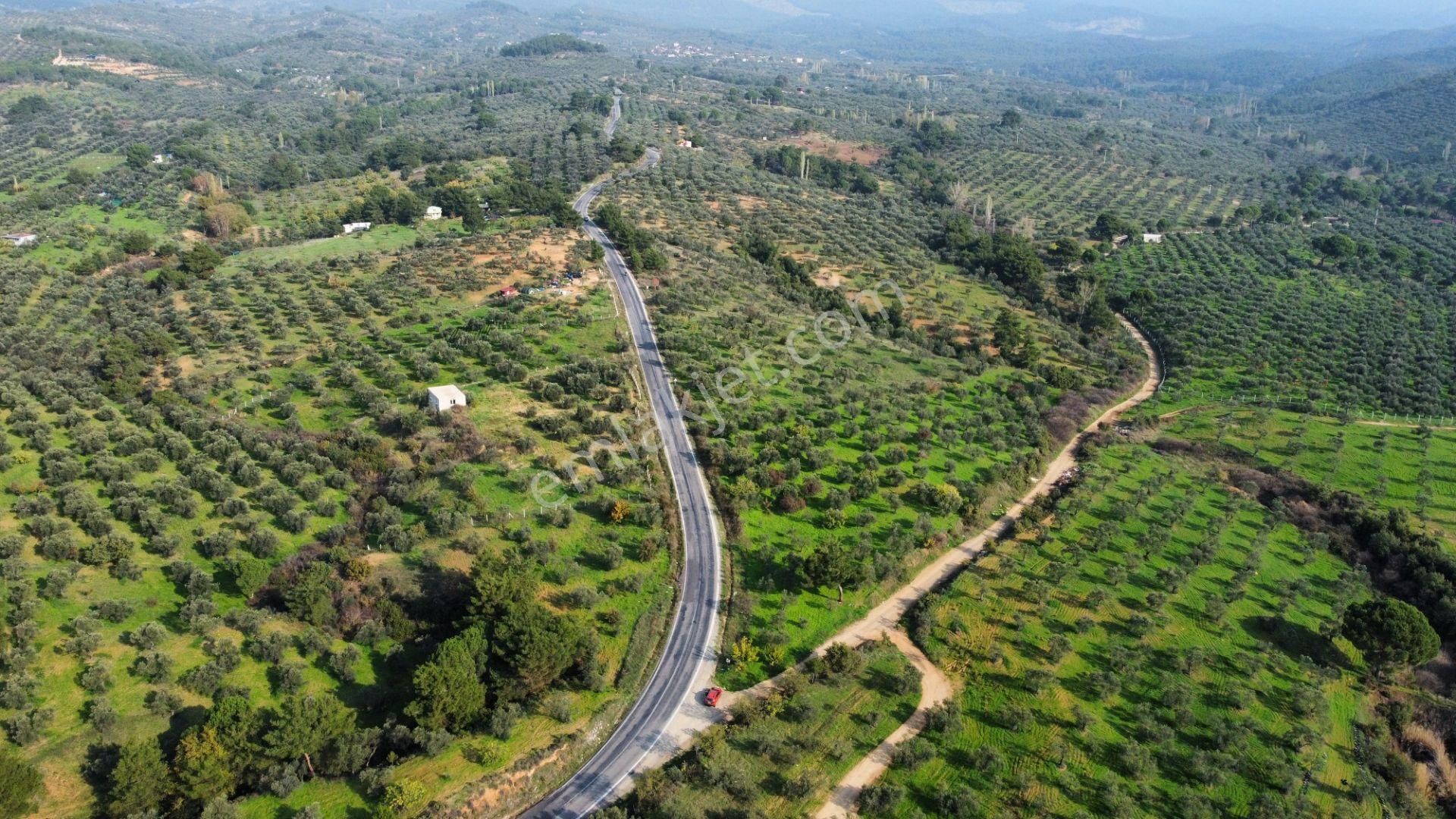 Mera Emlaktan Çamcı Mh Asfalt Cepheli 7.700m2 Müstakil Zeytinlik - Görsel 11