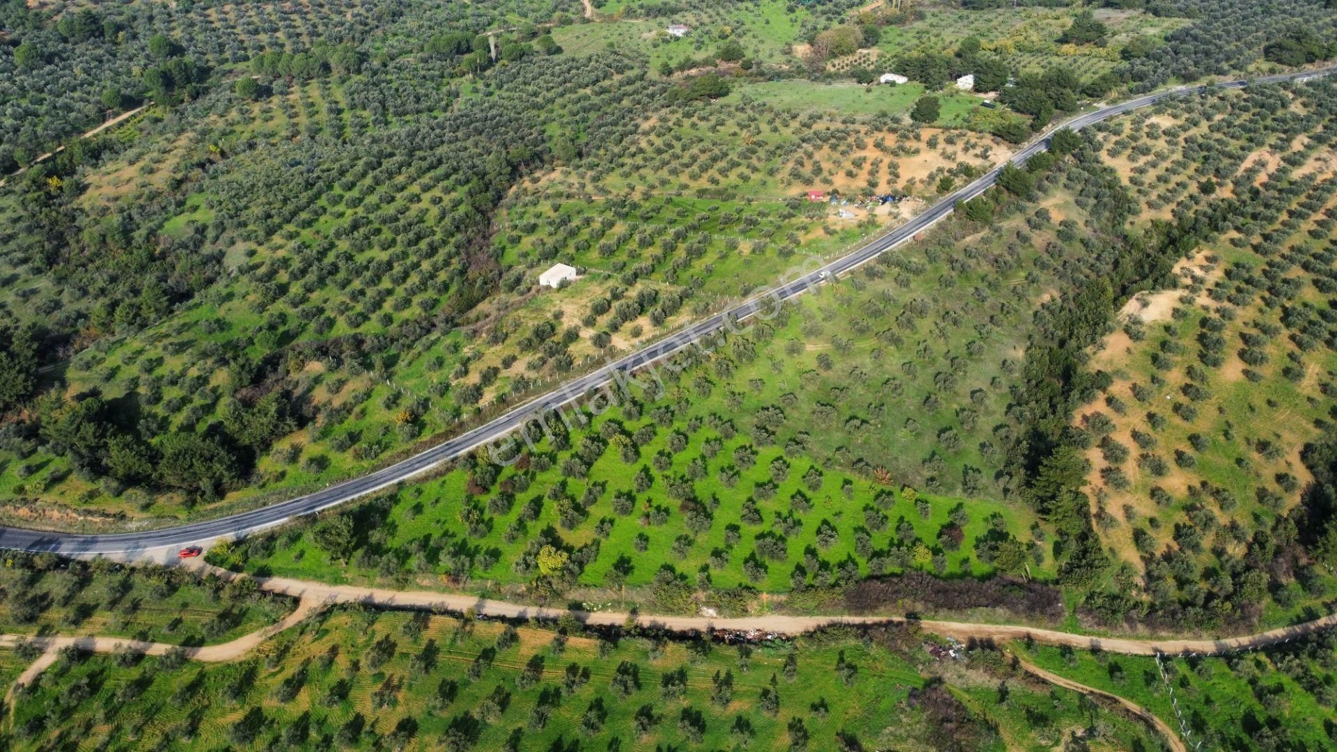 Mera Emlaktan Çamcı Mh Asfalt Cepheli 7.700m2 Müstakil Zeytinlik - Görsel 15