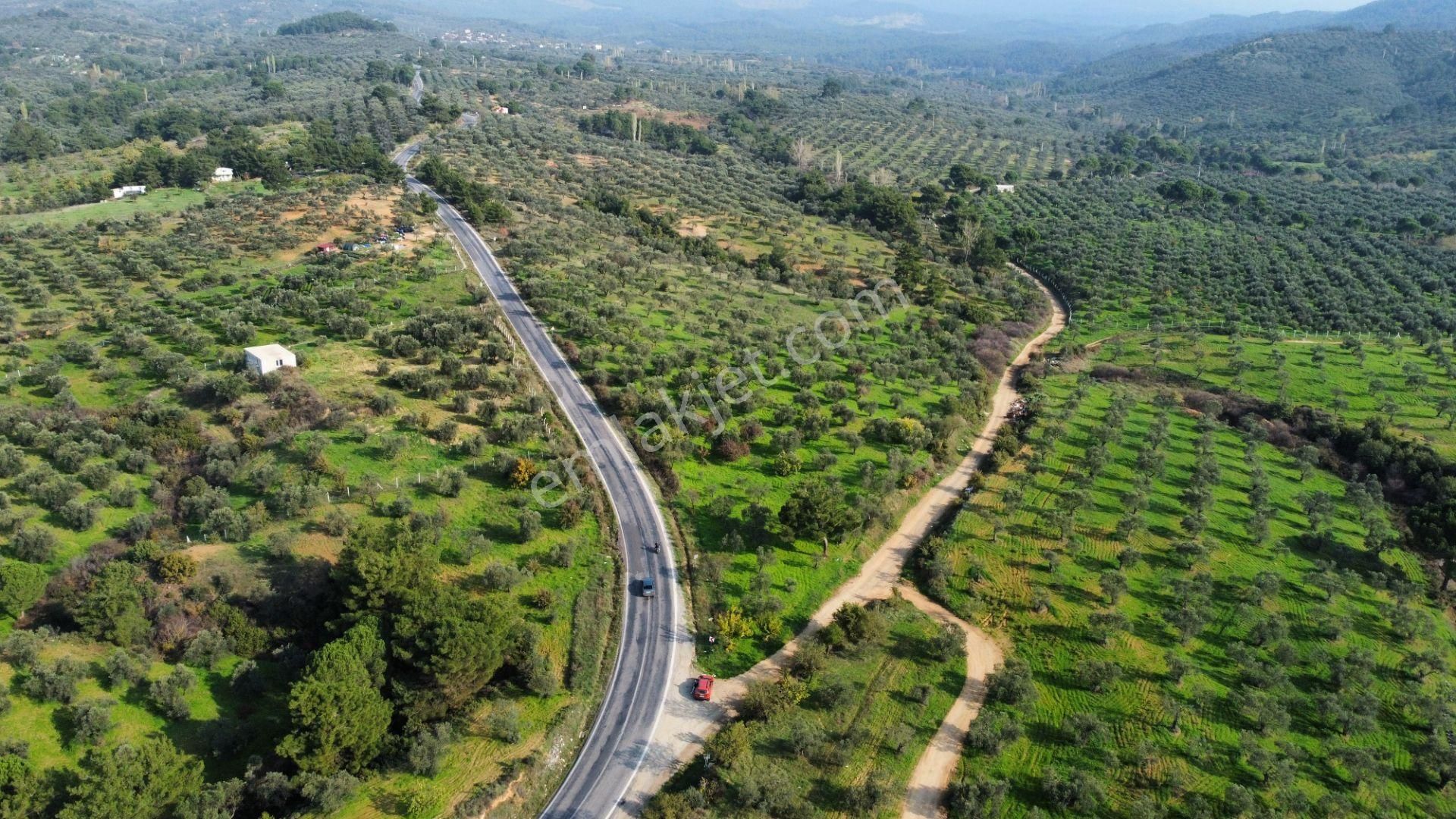 Mera Emlaktan Çamcı Mh Asfalt Cepheli 7.700m2 Müstakil Zeytinlik - Görsel 8