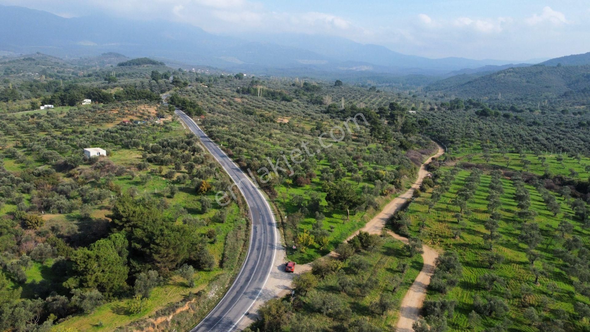 Mera Emlaktan Çamcı Mh Asfalt Cepheli 7.700m2 Müstakil Zeytinlik - Görsel 6