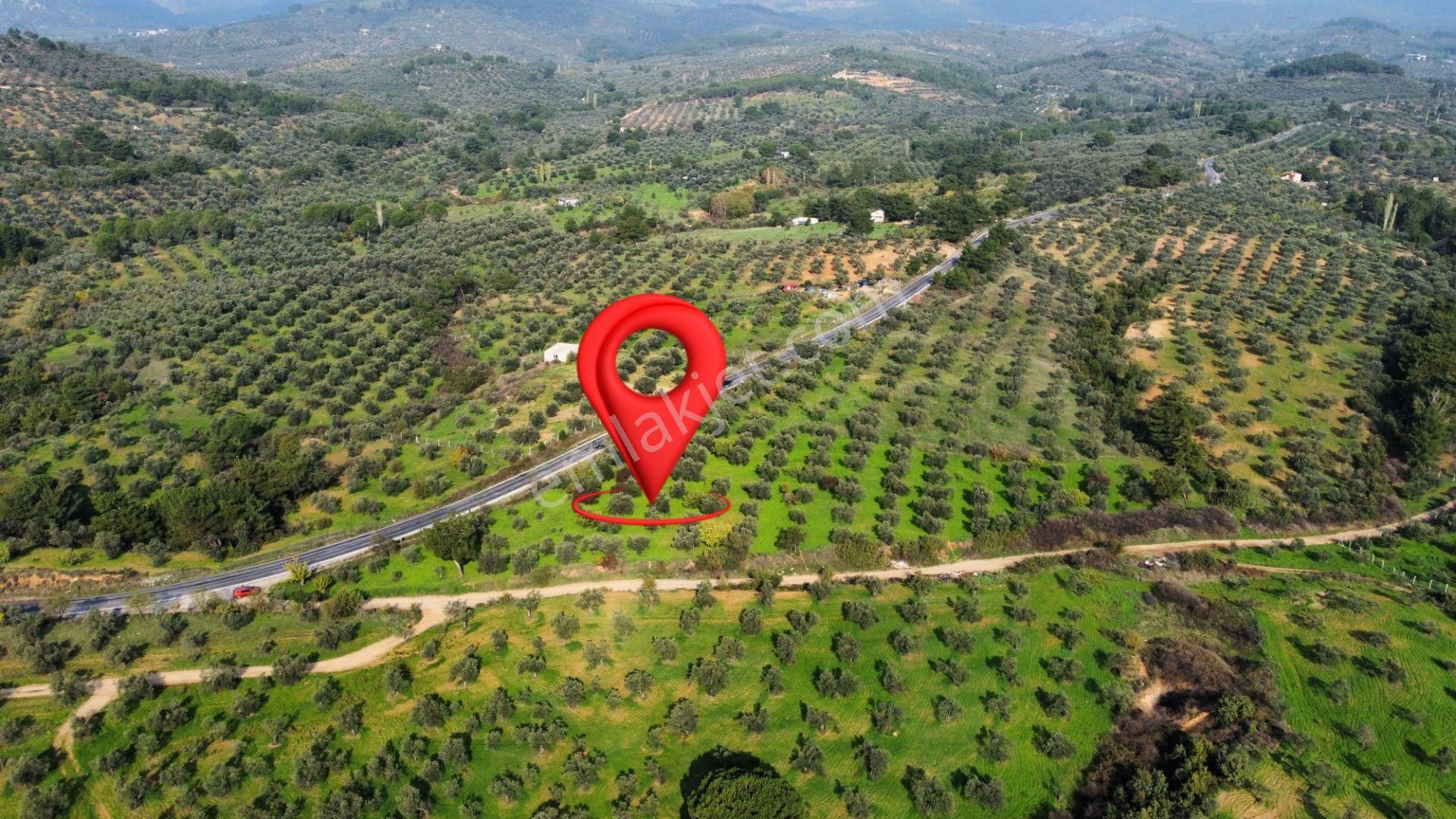 Mera Emlaktan Çamcı Mh Asfalt Cepheli 7.700m2 Müstakil Zeytinlik - Görsel 2