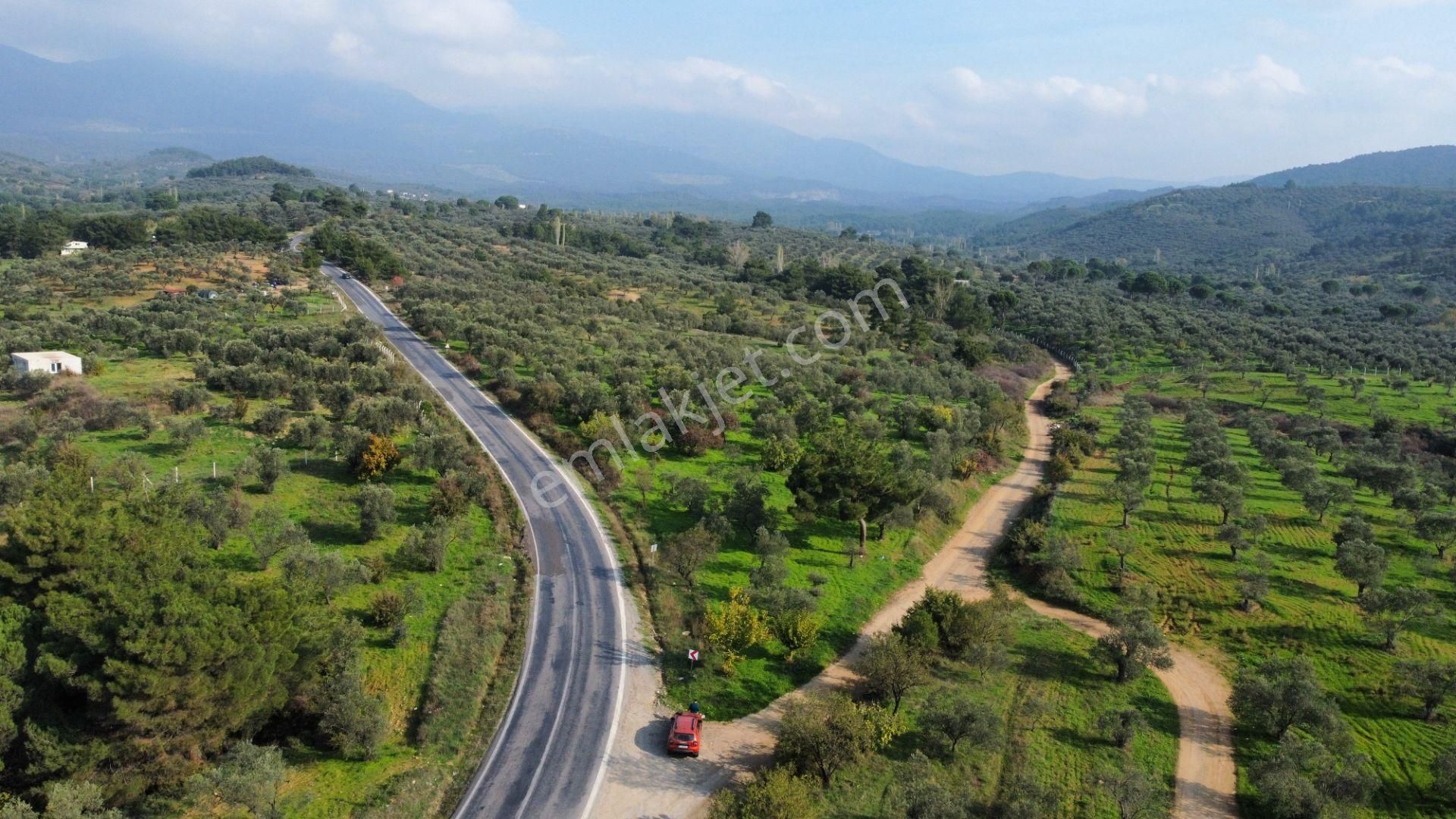 Mera Emlaktan Çamcı Mh Asfalt Cepheli 7.700m2 Müstakil Zeytinlik - Görsel 4