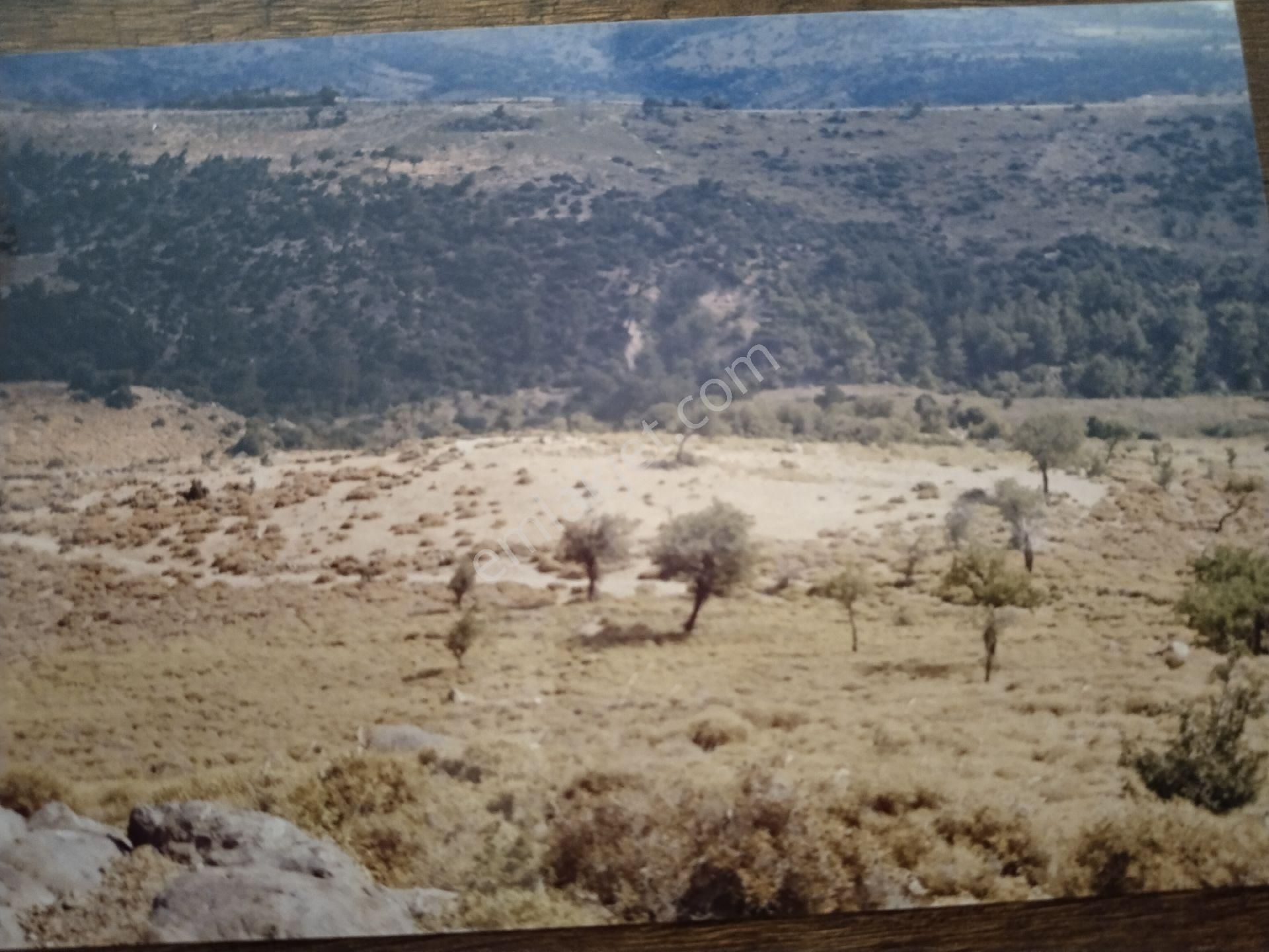 Ayvacık Köse Dere Deniz Gören 15 Dönüm Tarla - Görsel 12