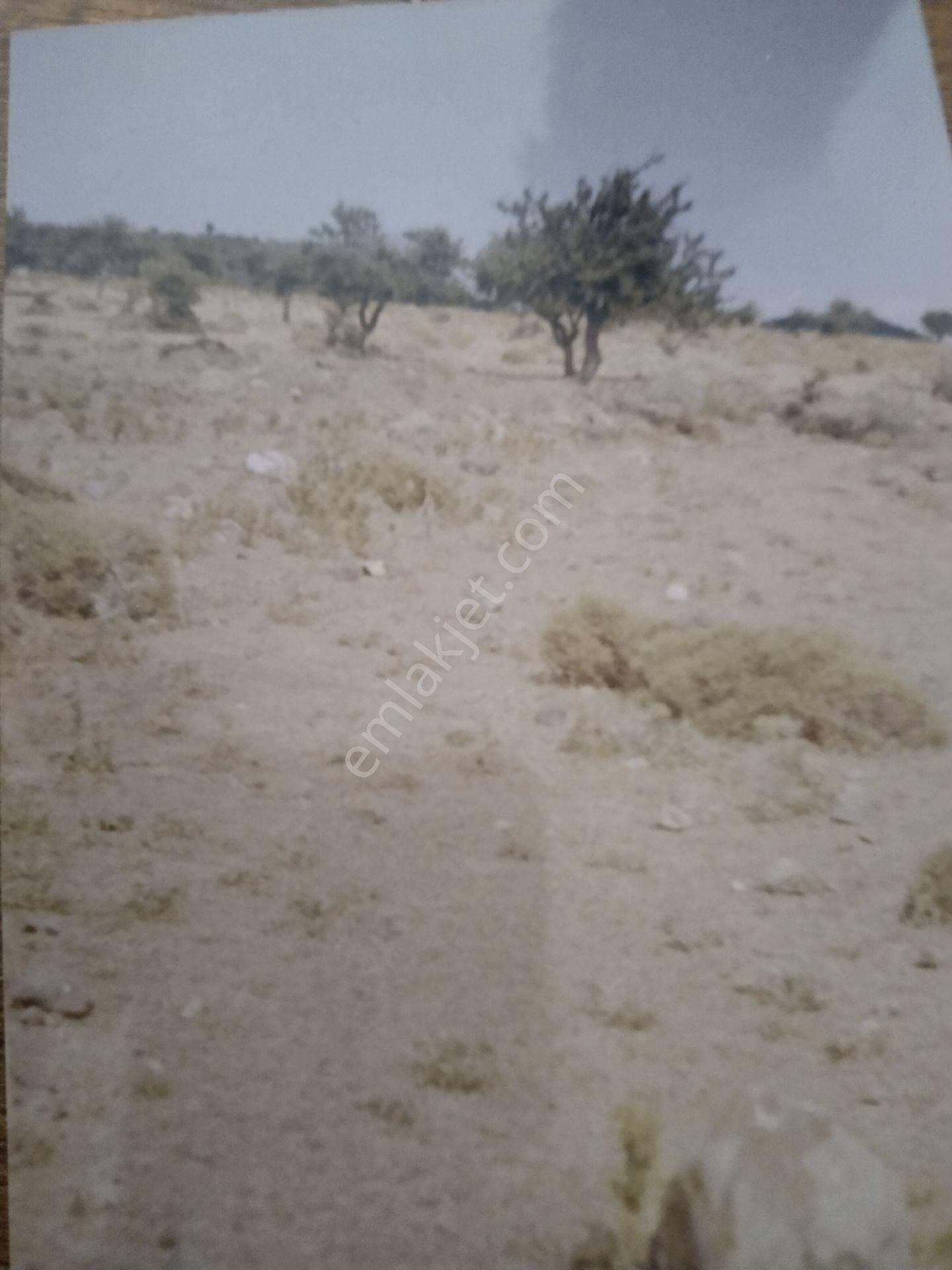 Ayvacık Köse Dere Deniz Gören 15 Dönüm Tarla - Görsel 11