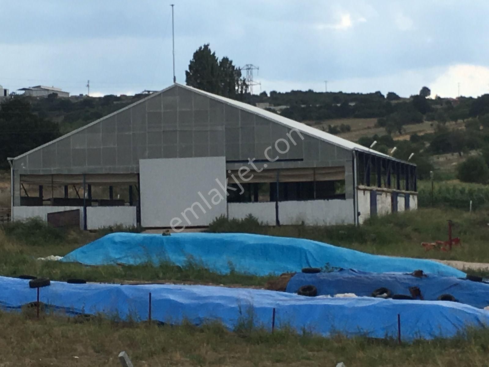 Balıkesir Altıeylül Pamukçu'da 24 Dönüm Ruhsatlı Çiftlik