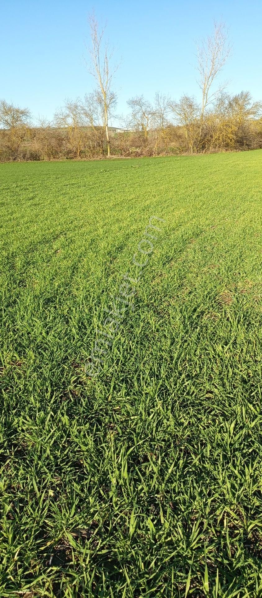 Devlet Koru Yanı Çaylı Mahallesi Satılık 4.000 Mt Tarla Tek Tapu Müstakil