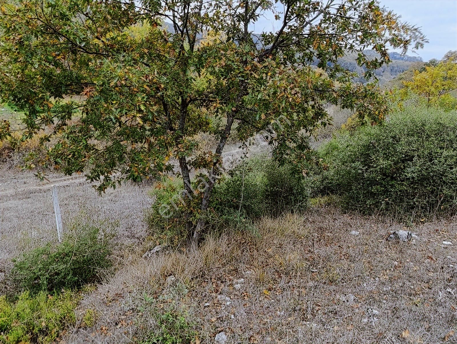 Kandıra Sarnıçlar'da 570m² Elektrikli, Sulu Arsa - Görsel 5