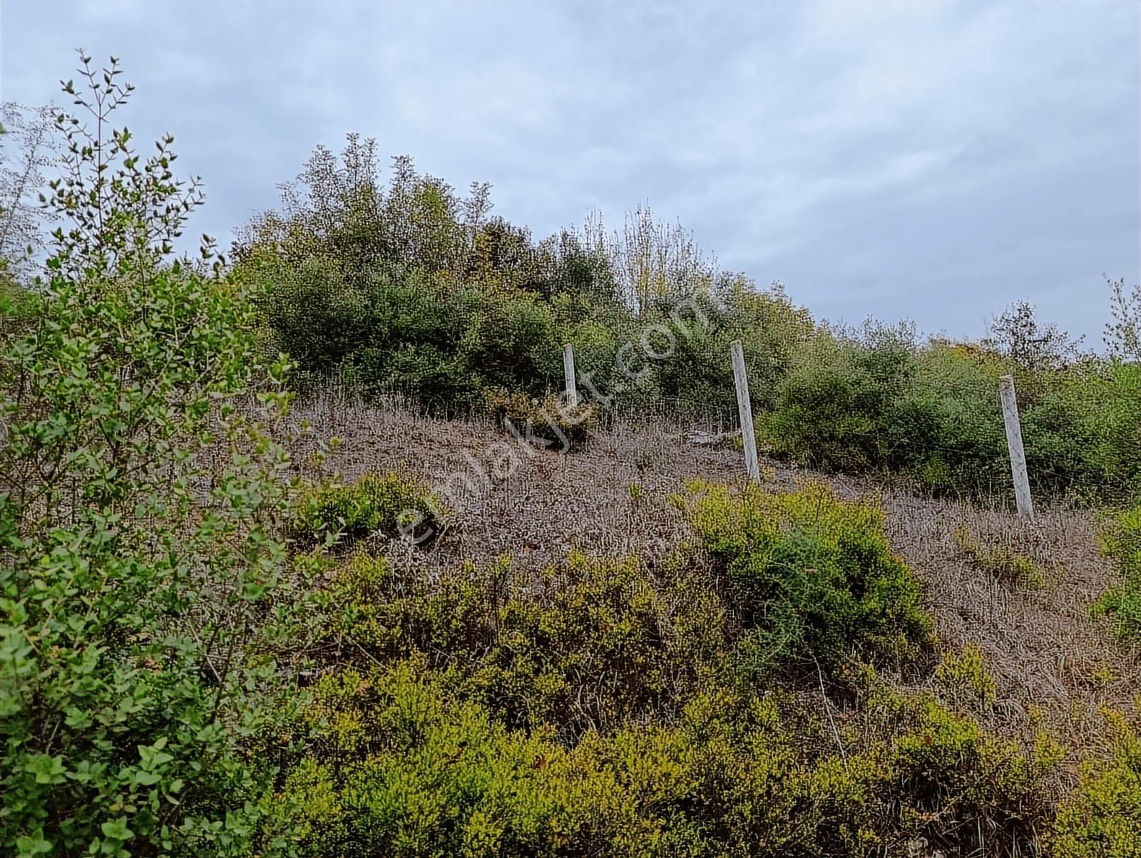 Kandıra Sarnıçlar'da 570m² Elektrikli, Sulu Arsa - Görsel 2