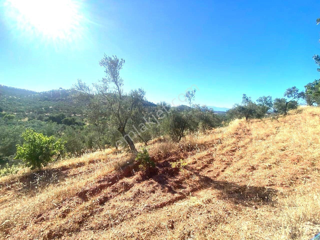 Aktif'ten Kuyumcuda Olan 8350 M2 Yatırımlığa Uygun Satılık Zeytinlik - Görsel 14