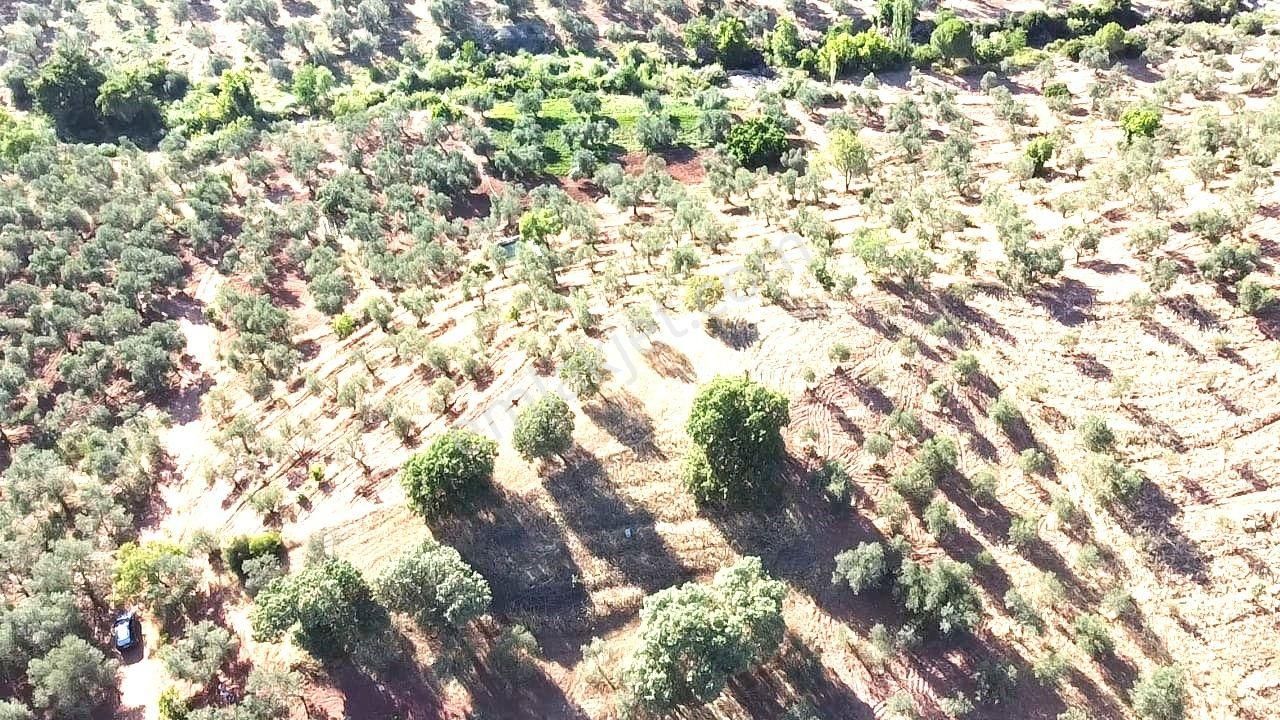 Aktif'ten Kuyumcuda Olan 8350 M2 Yatırımlığa Uygun Satılık Zeytinlik - Görsel 20
