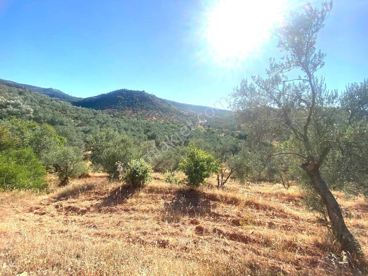 Aktif'ten Kuyumcuda Olan 8350 M2 Yatırımlığa Uygun Satılık Zeytinlik - Görsel 4