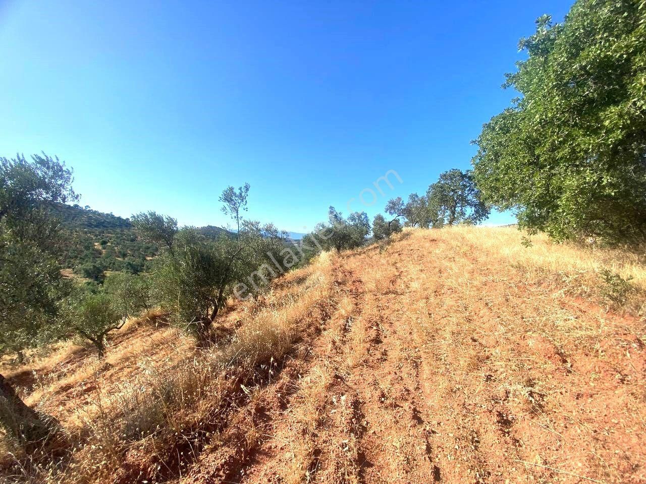 Aktif'ten Kuyumcuda Olan 8350 M2 Yatırımlığa Uygun Satılık Zeytinlik - Görsel 8
